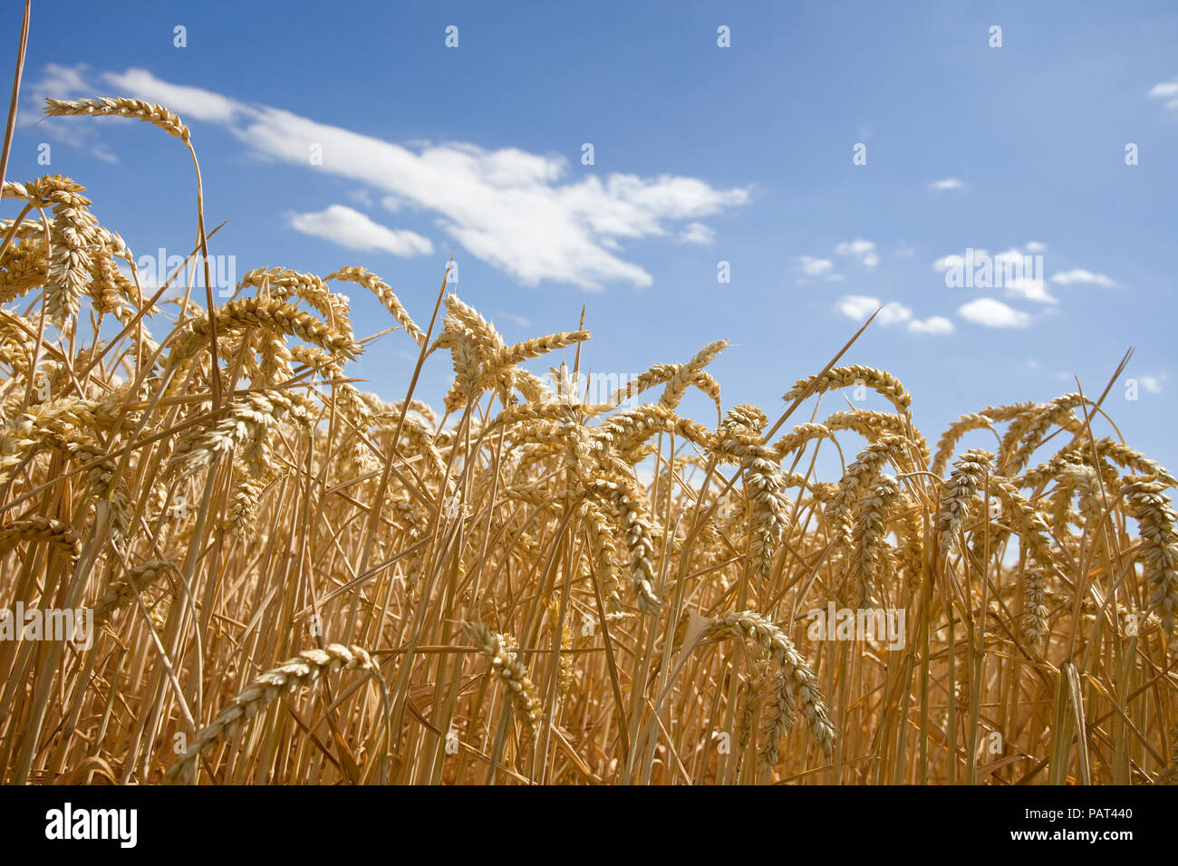 Wheat field close up with blue sky background Stock Photo - Alamy