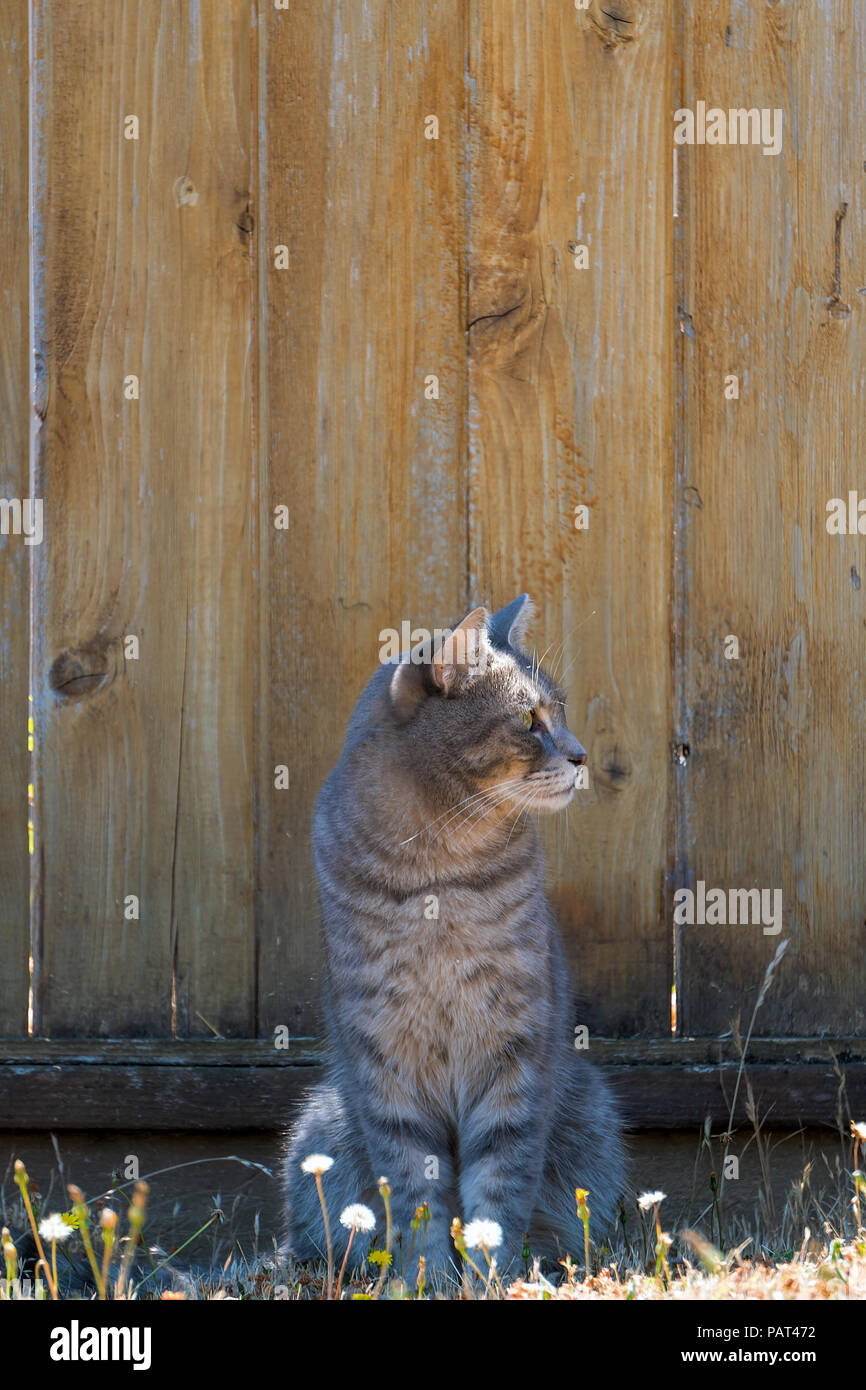 Gray Tabby Cat sitting by the fence in the garden looking sideway Stock Photo