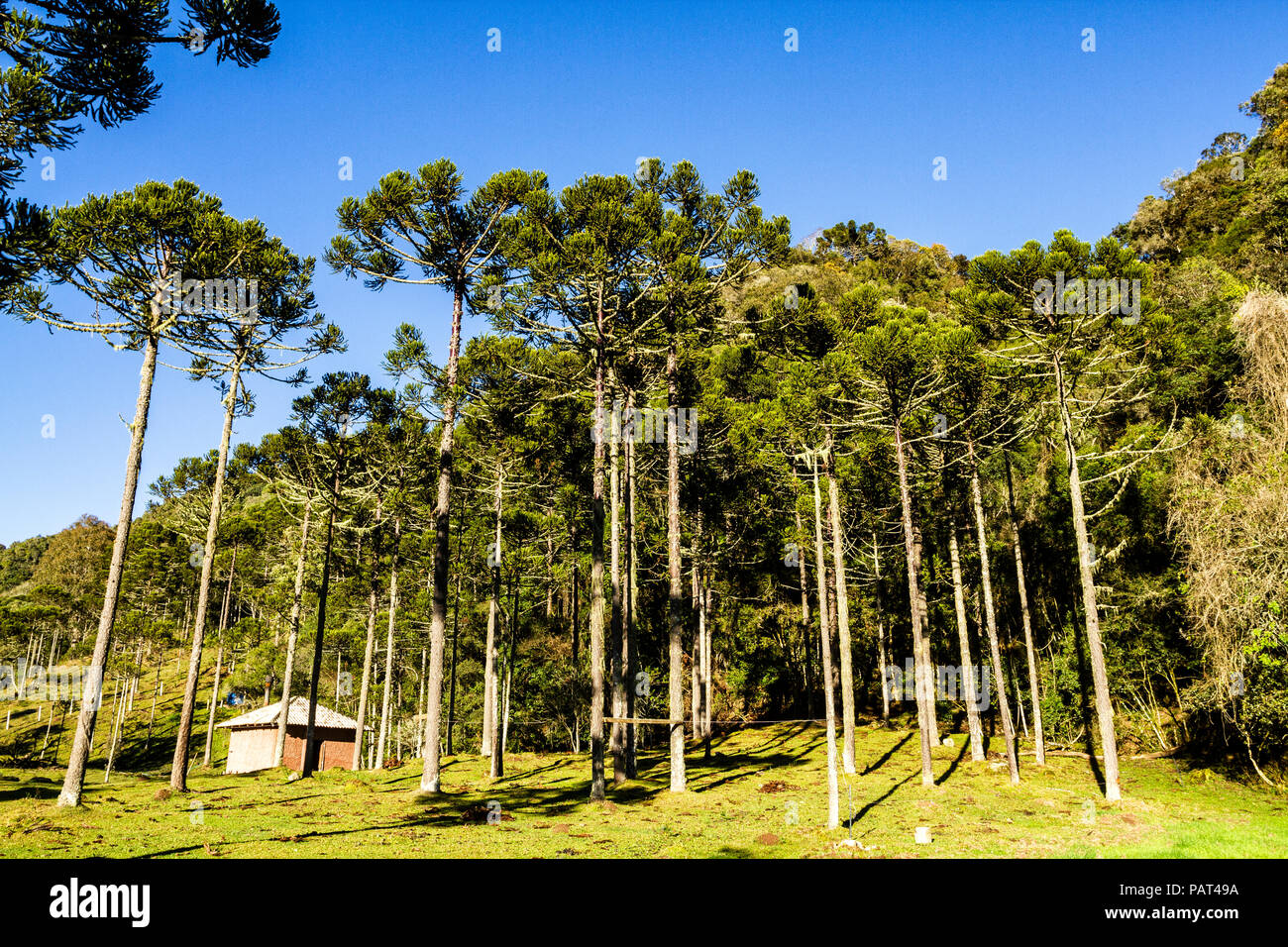 Araucaria pine trees (Araucaria angustifolia). Urubici, Santa Catarina, Brazil. Stock Photo