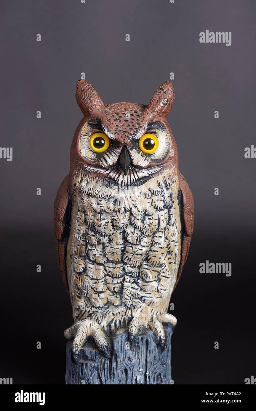 Plastic Great Horned Owl decoy used for scaring birds away Stock Photo