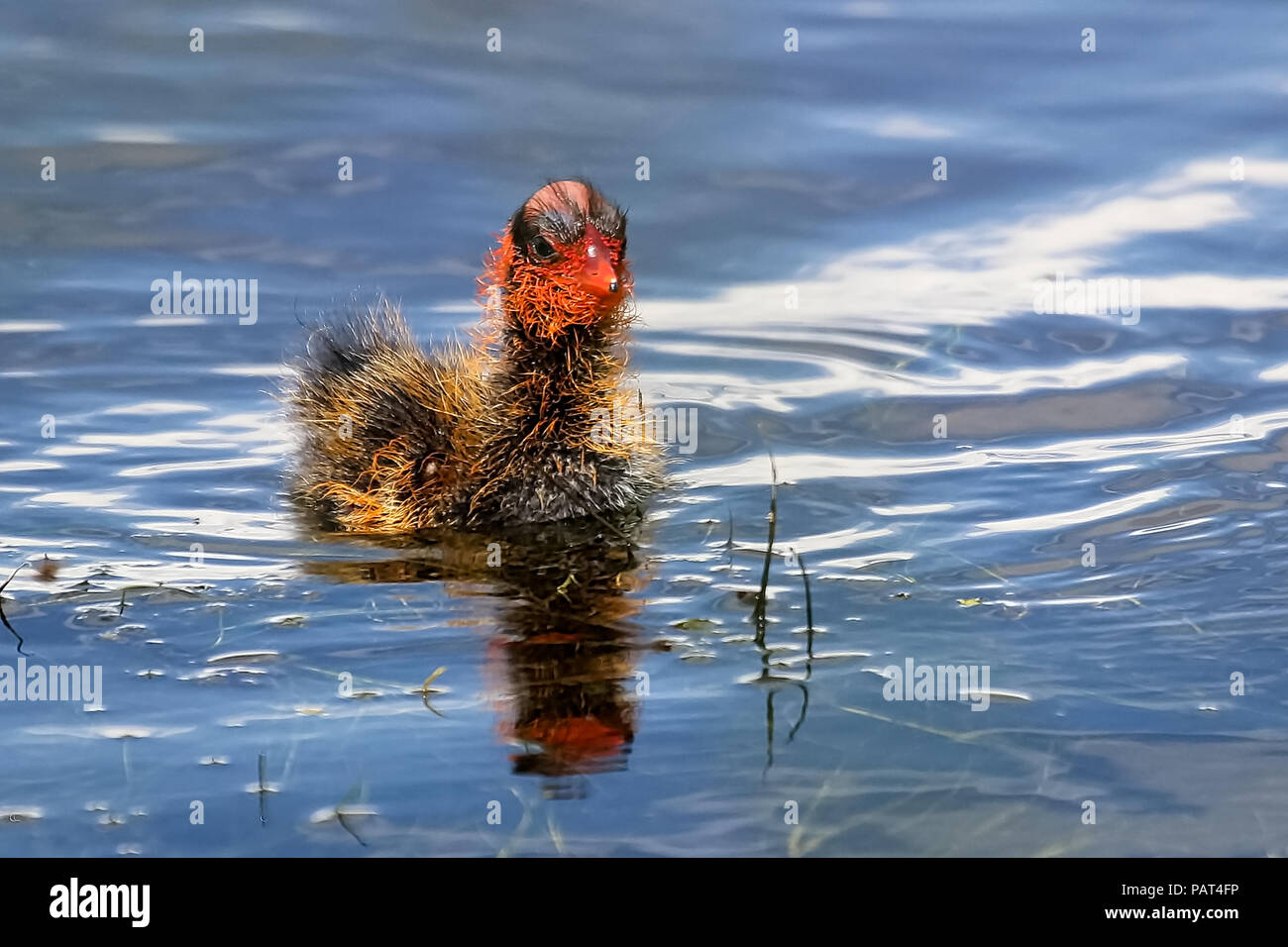 Closeup of an American Coot chick in water Stock Photo