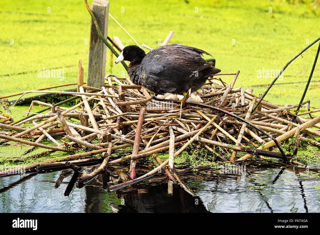 An American Coot crawling into a nest of eggs Stock Photo