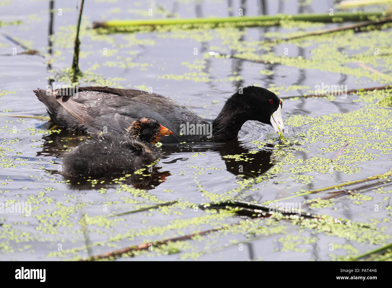 An American Coot and chick eating duck weed Stock Photo