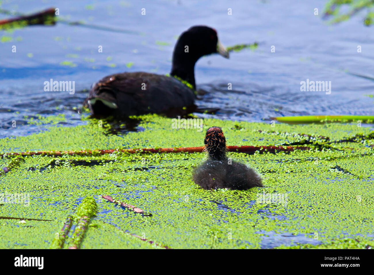 An American Coot and chick swimming in water covered in duck weed Stock Photo