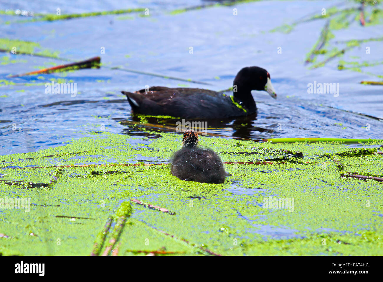 An American Coot and chick swimming in water covered in duck weed Stock Photo