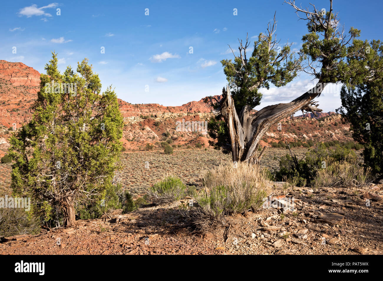 Kaibab national forest arizona hires stock photography and images Alamy