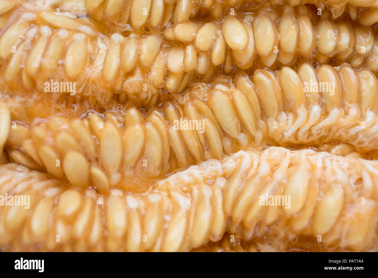 Closeup melon seeds texture. Macro cantaloupe seeds Stock Photo Alamy