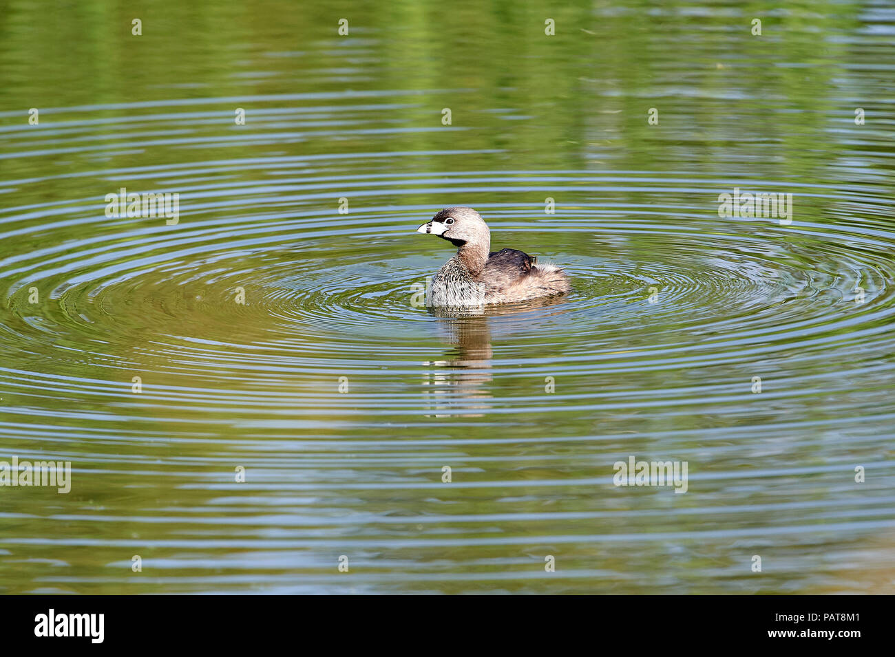 Pied-billed Grebe (Podilymbus podiceps) swimming in Lake Chapala Jocotopec, Jalisco, Mexico Stock Photo
