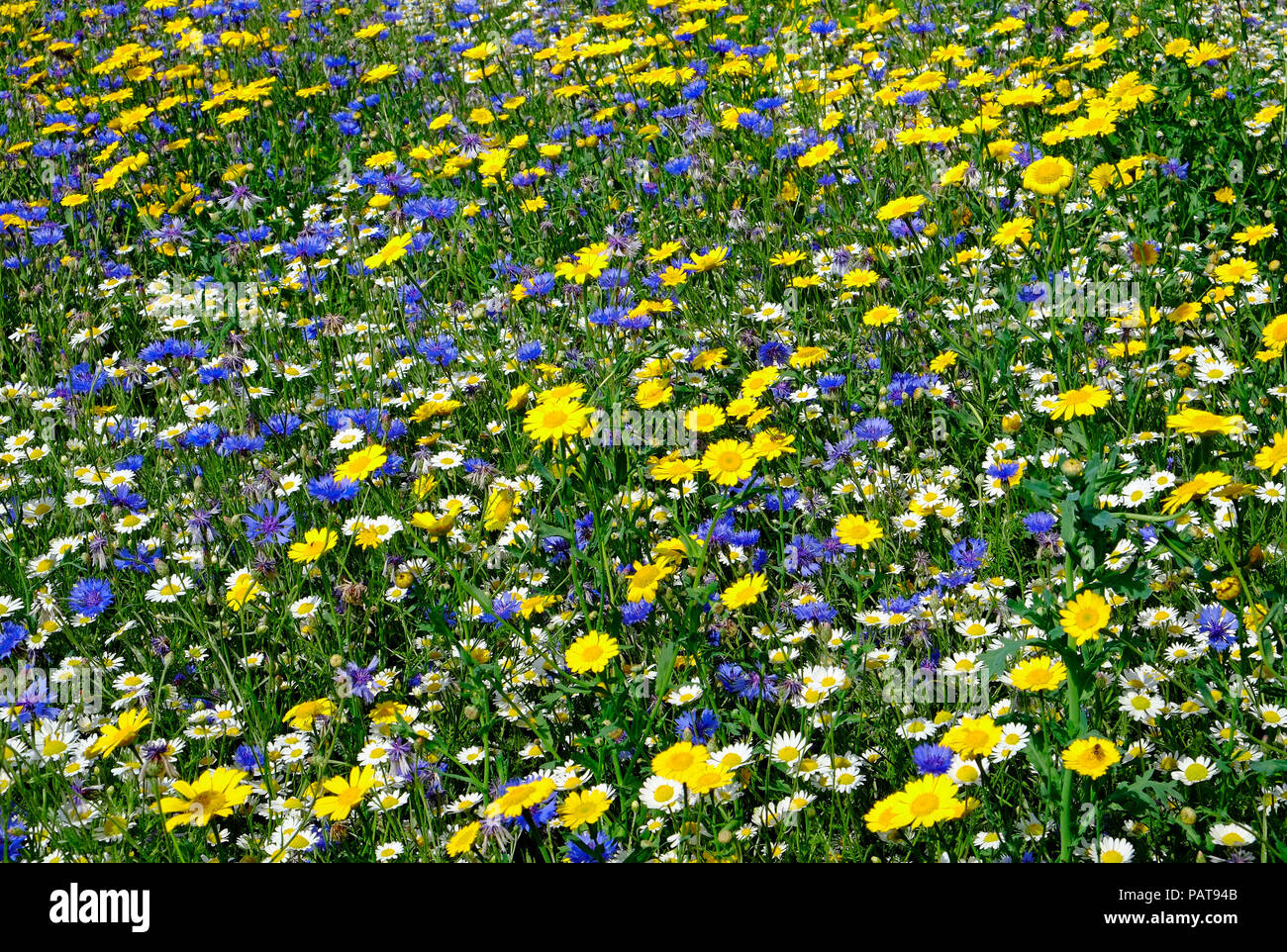 colourful wildflower meadow, north norfolk, england Stock Photo
