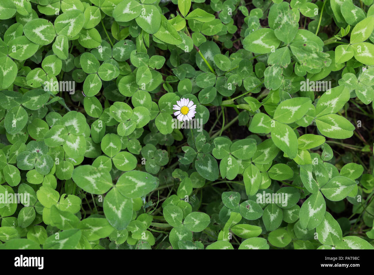 green background of treboles with a solitary daisy to be able to put text Stock Photo
