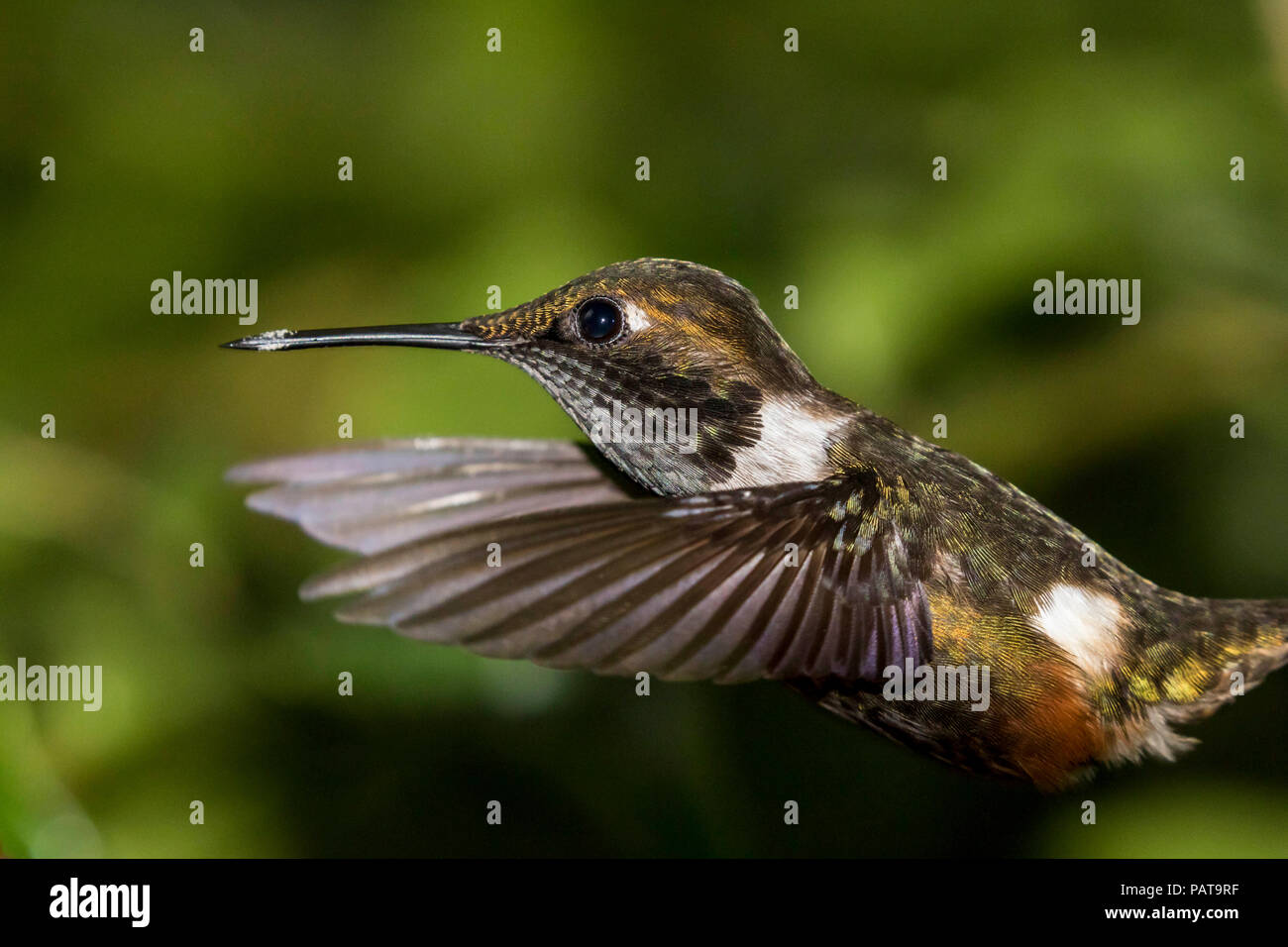 Hummingbird Catching Insect In Flight Captured In Flight High Resolution Stock Photography and Images - Alamy