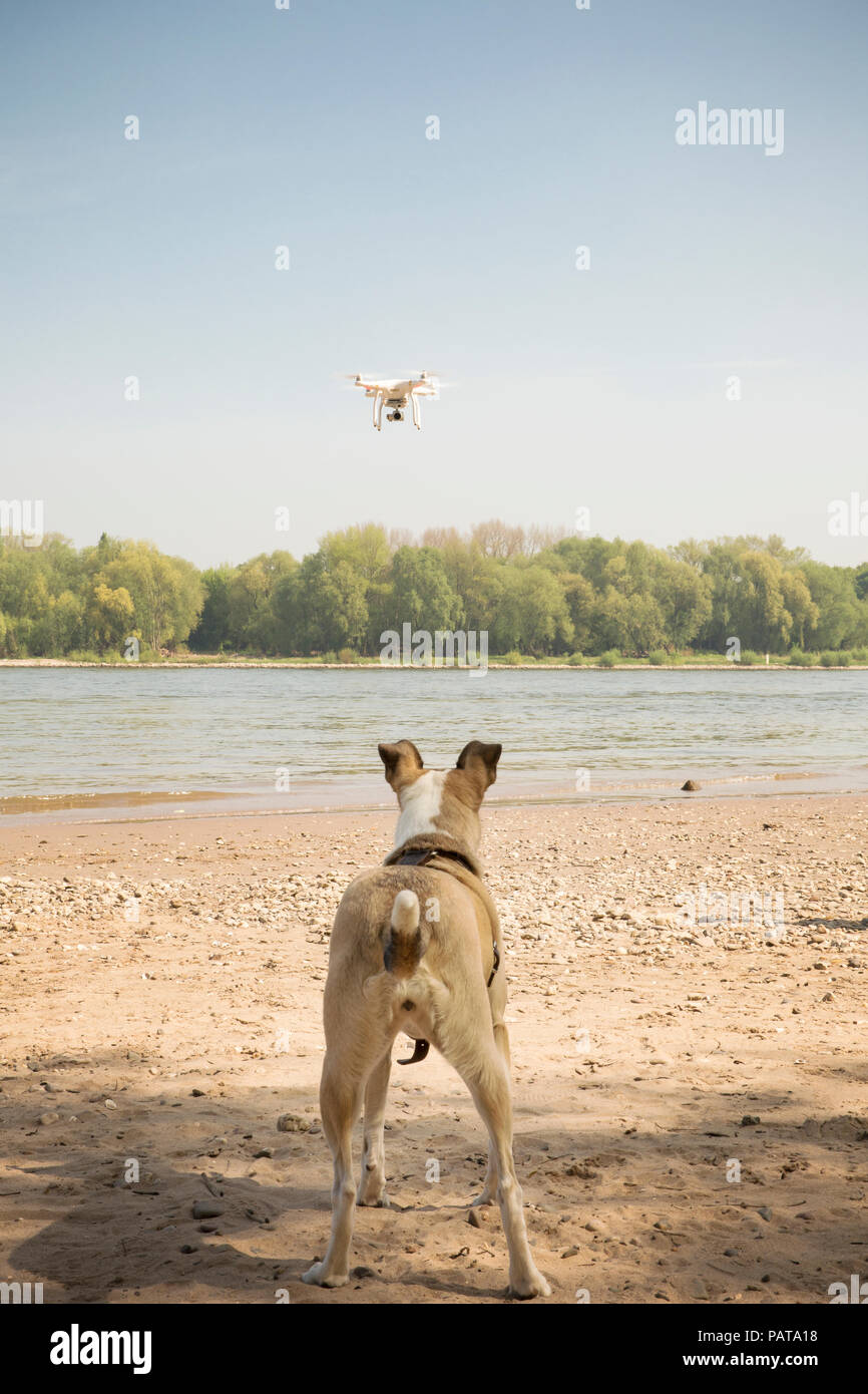 Dog watching drone flying at a river Stock Photo