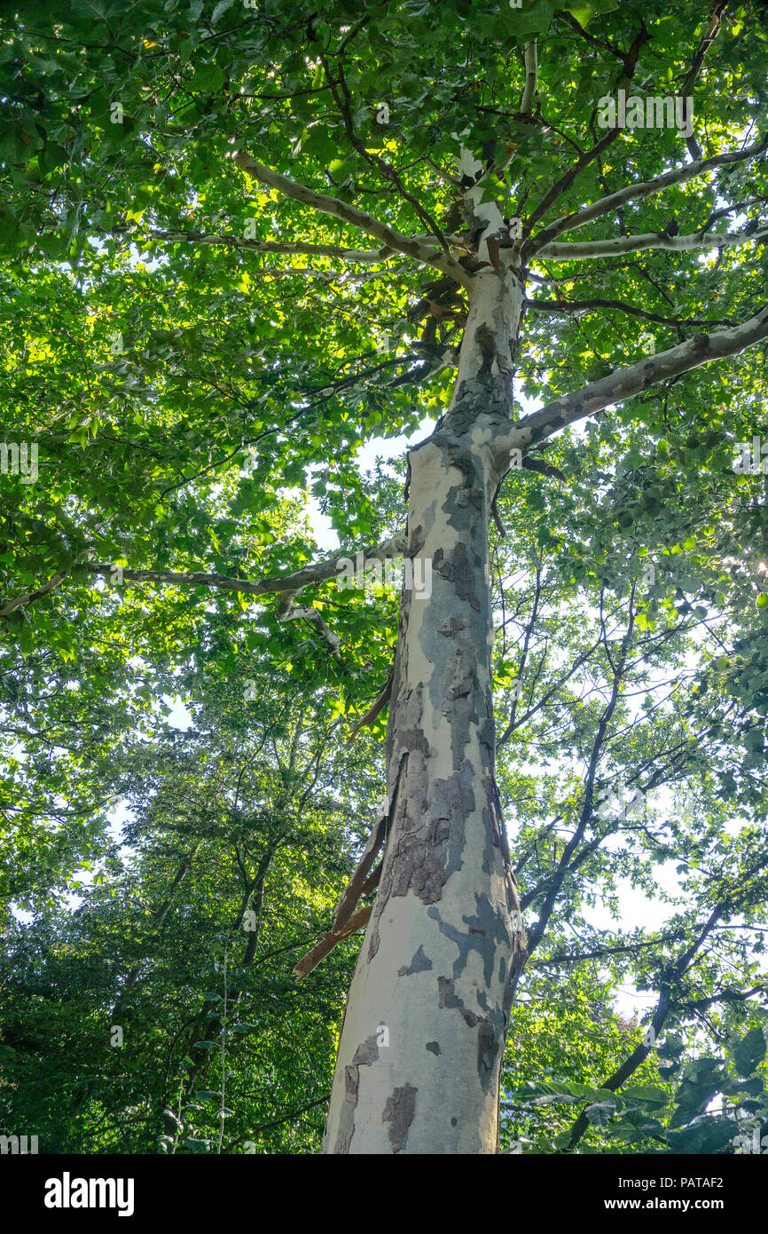 Barks of plane tree (Platanaceae) fall off at summer heat, Pirmasens, Rhineland-Palatinate, Germany Stock Photo