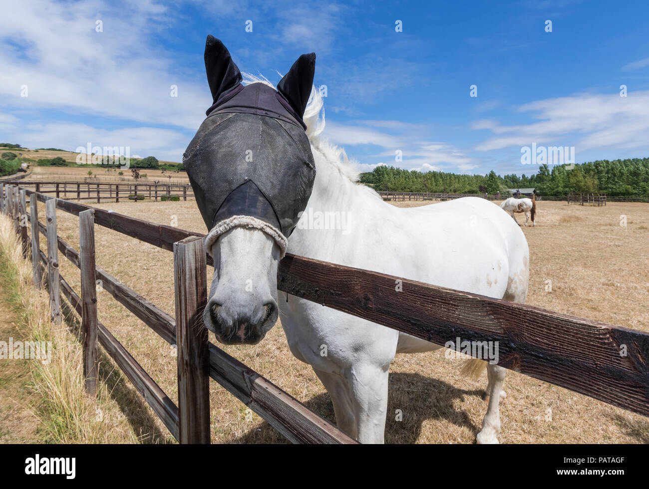 White horse in Summer looking over a fence, wearing a mesh fly veil protection mask on its head & ears to protect from flies, in West Sussex, UK Stock Photo
