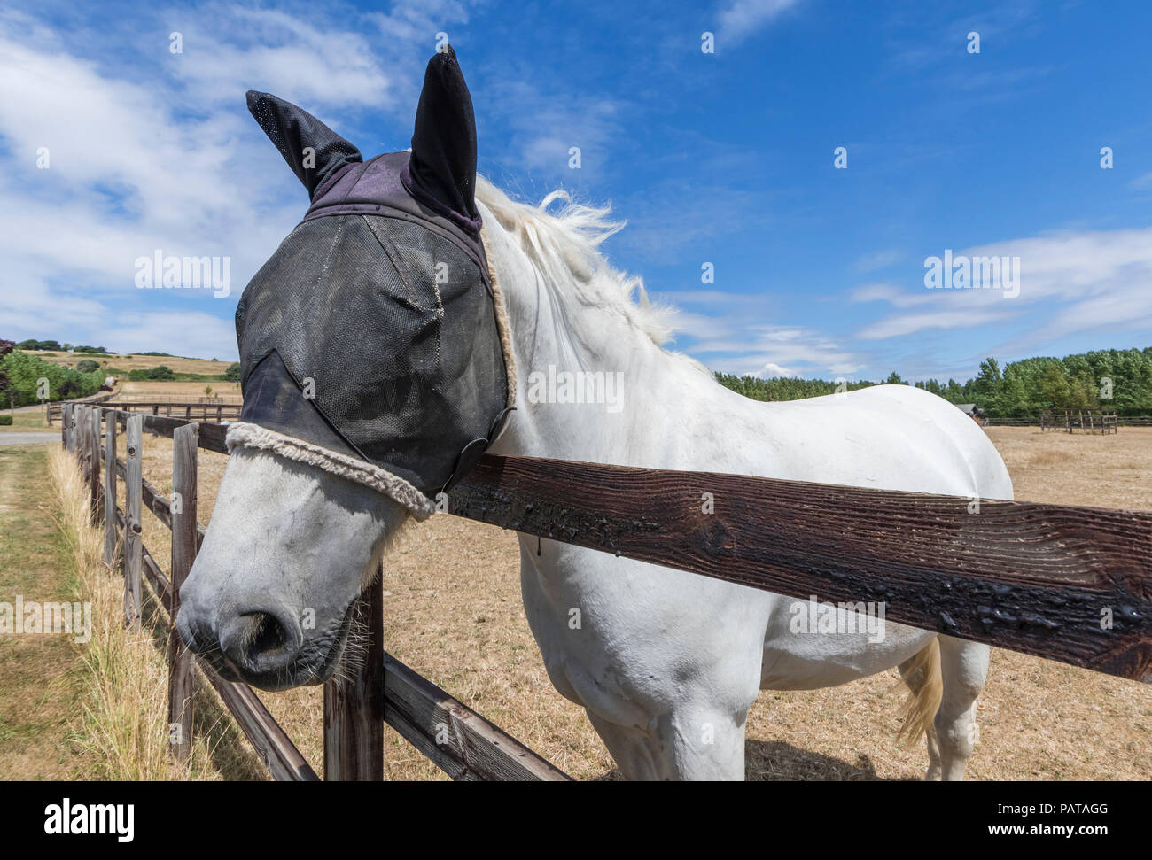 White horse in looking over a fence, wearing a mesh fly veil protection mask on its head & ears to protect from flies, in West Sussex, UK Stock Photo