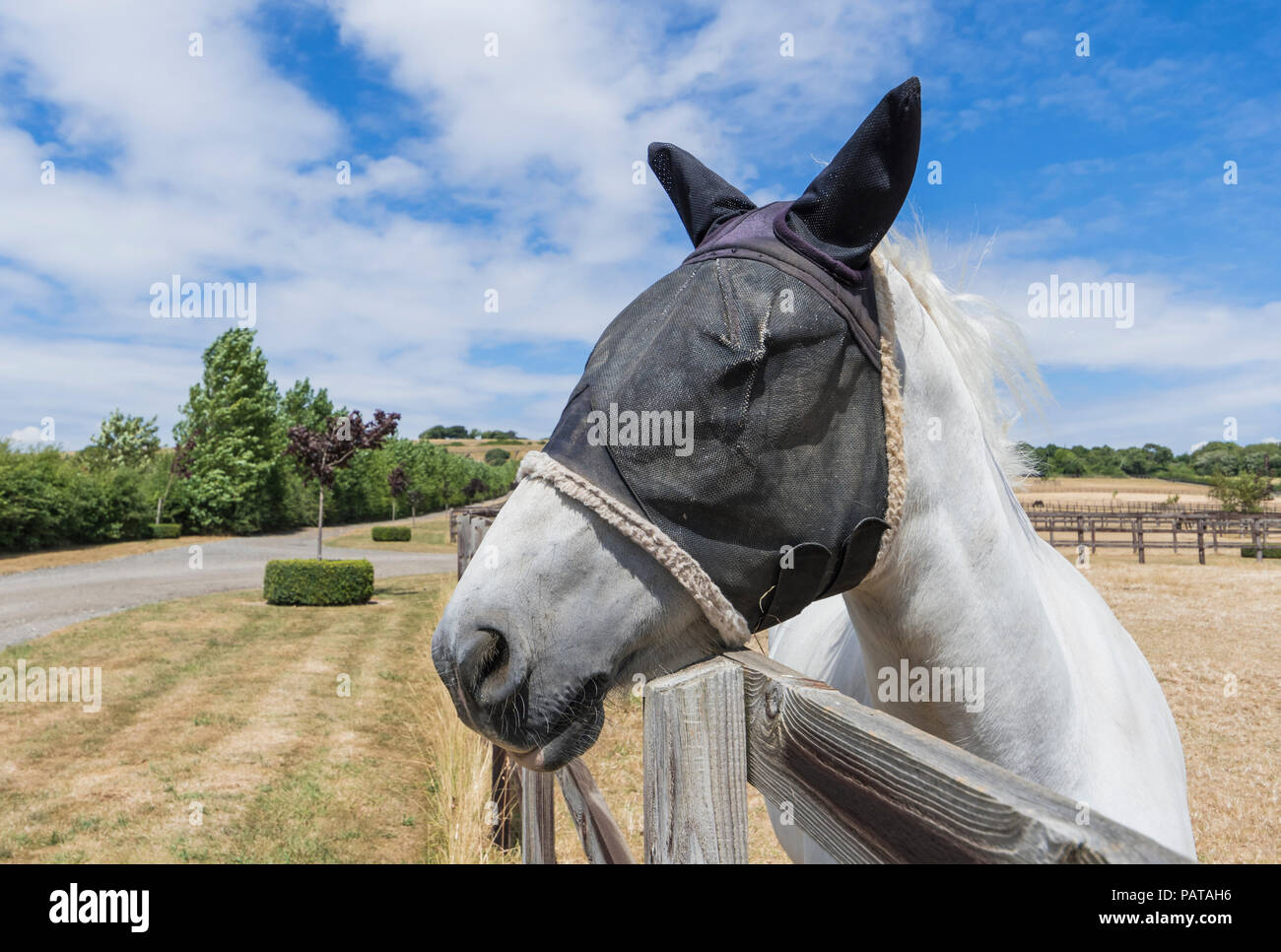 White horse in Summer looking over a fence, wearing a mesh fly veil protection mask on its head & ears to protect from flies, in the UK. Stock Photo