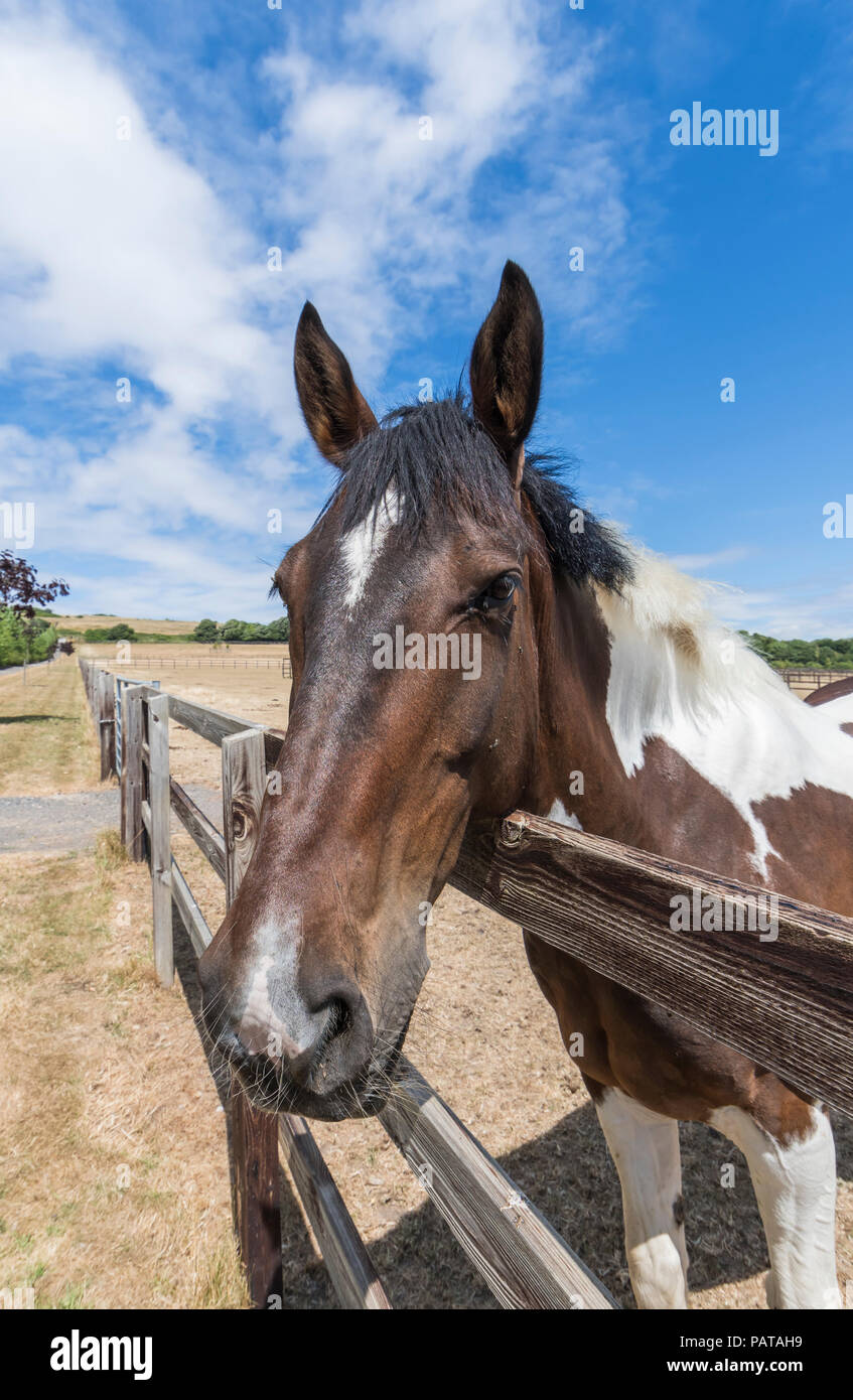 Horse looking over fence hires stock photography and images Alamy