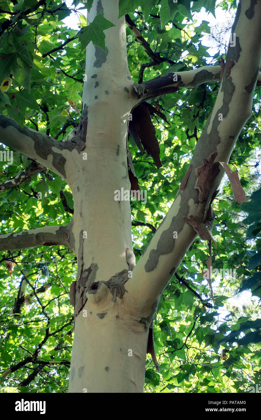 Barks of plane tree (Platanaceae) fall off at summer heat, Pirmasens, Rhineland-Palatinate, Germany Stock Photo