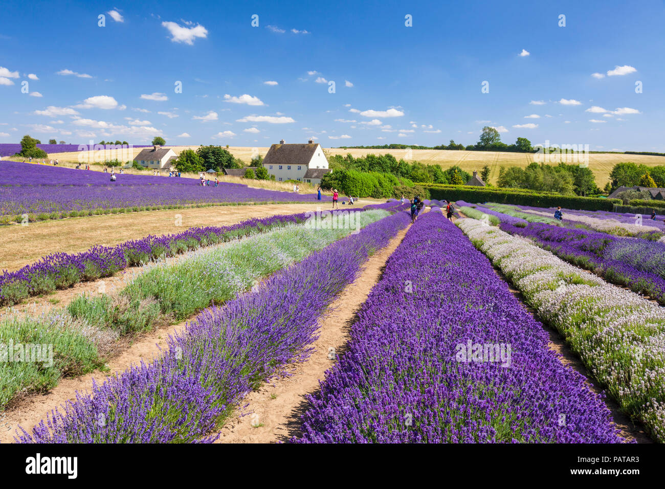 English lavender Rows in a lavender field at Cotswold lavender Snowshill broadway the Cotswolds Gloucestershire England UK GB Europe Stock Photo