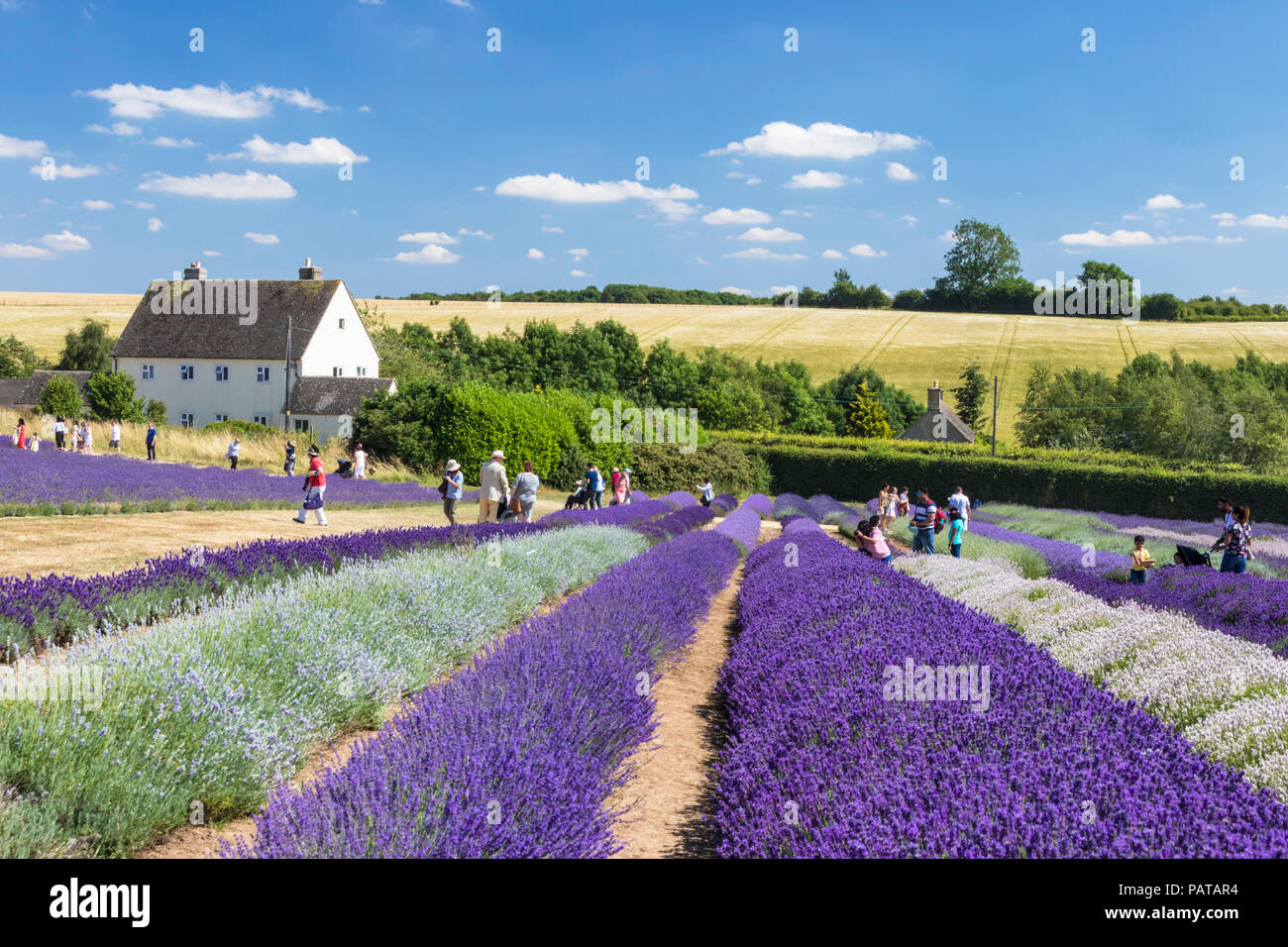 english lavender Rows of lavender in a lavender field at Cotswold lavender Snowshill broadway the Cotswolds Gloucestershire England UK GB Europe Stock Photo