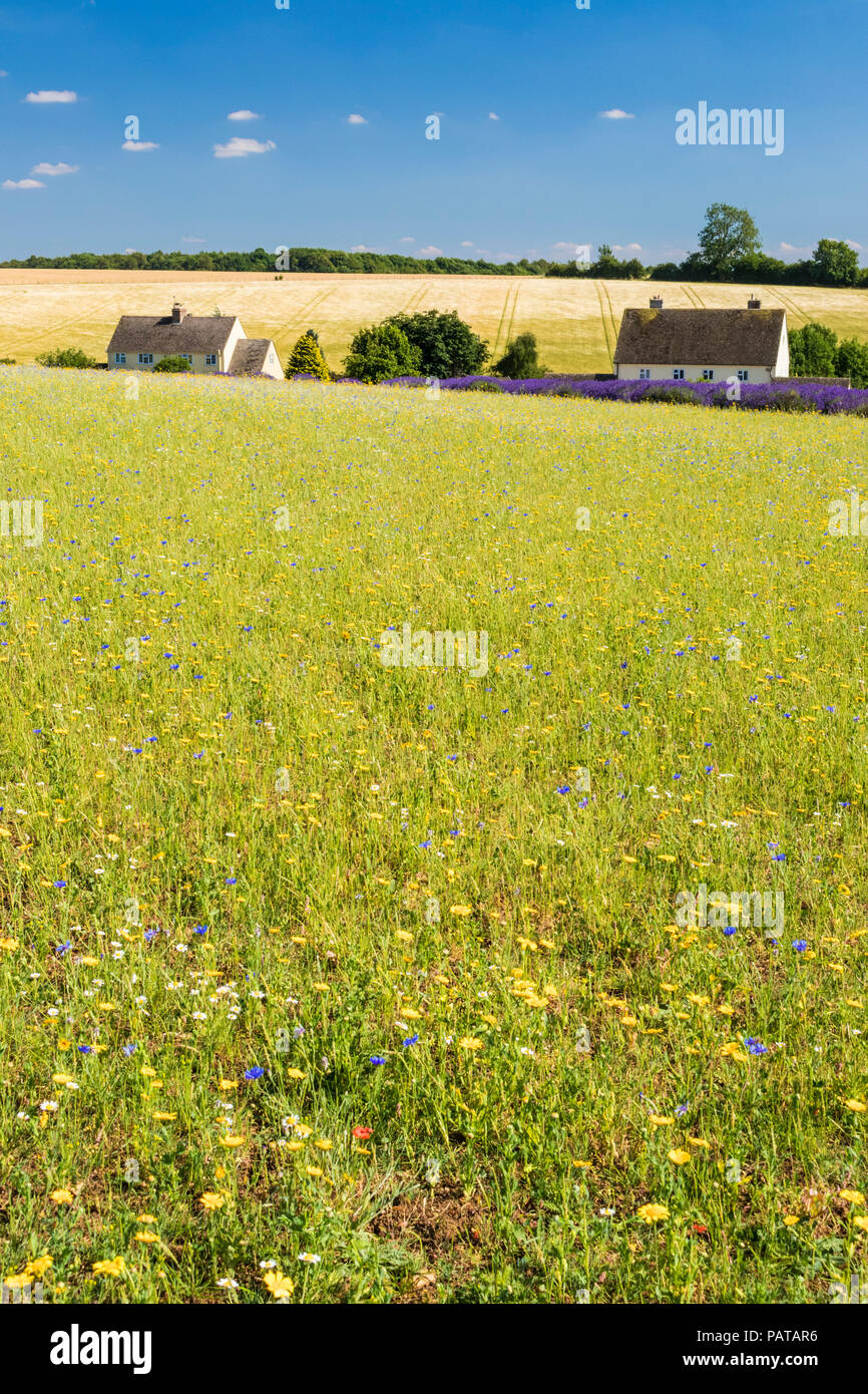 Wild flower meadow at Cotswold lavender Snowshill broadway the Cotswolds Gloucestershire England UK GB Europe Stock Photo