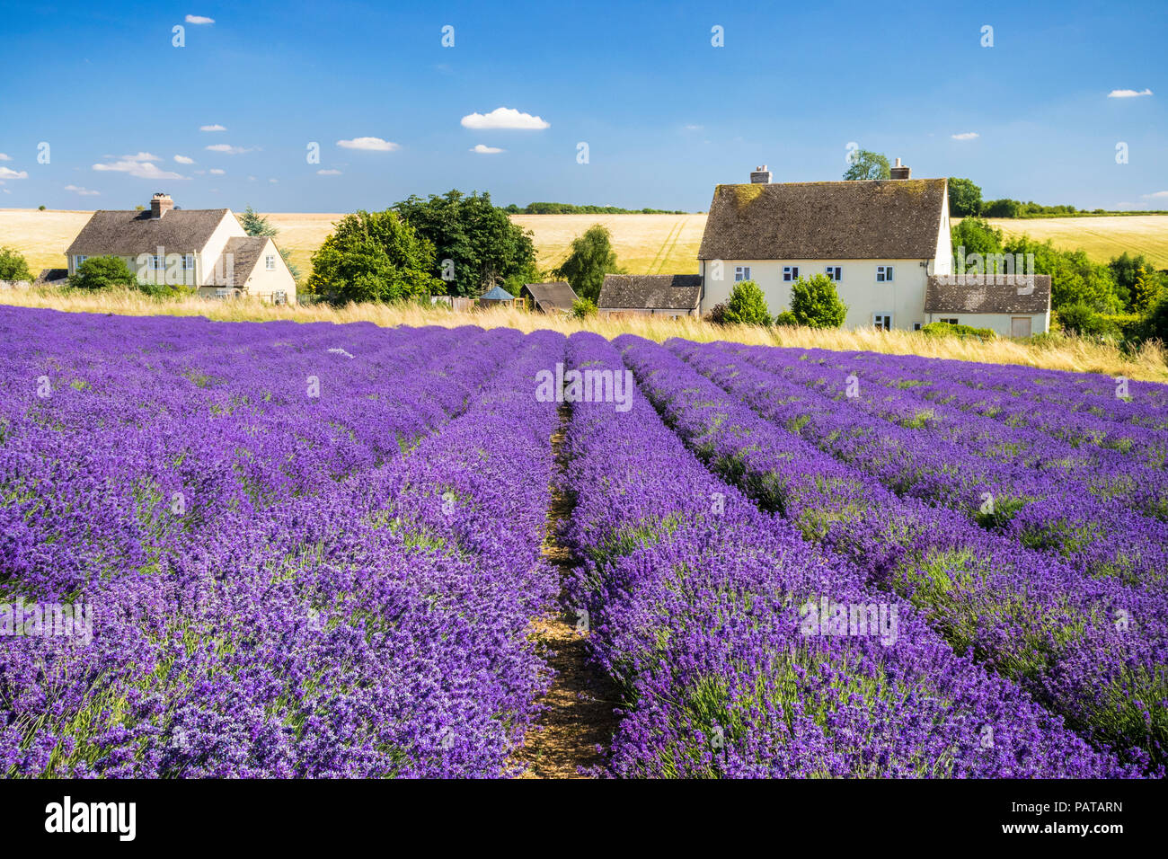 Rows of lavender in an english lavender field at Cotswold lavender Snowshill broadway the Cotswolds Gloucestershire England UK GB Europe Stock Photo