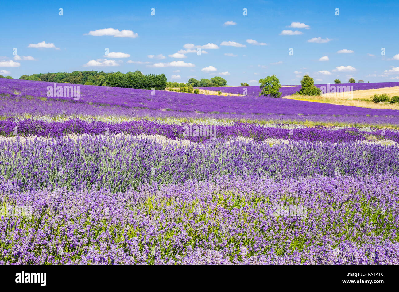english lavender Rows of lavender in a lavender field at Cotswold lavender Snowshill broadway the Cotswolds Gloucestershire England UK GB Europe Stock Photo