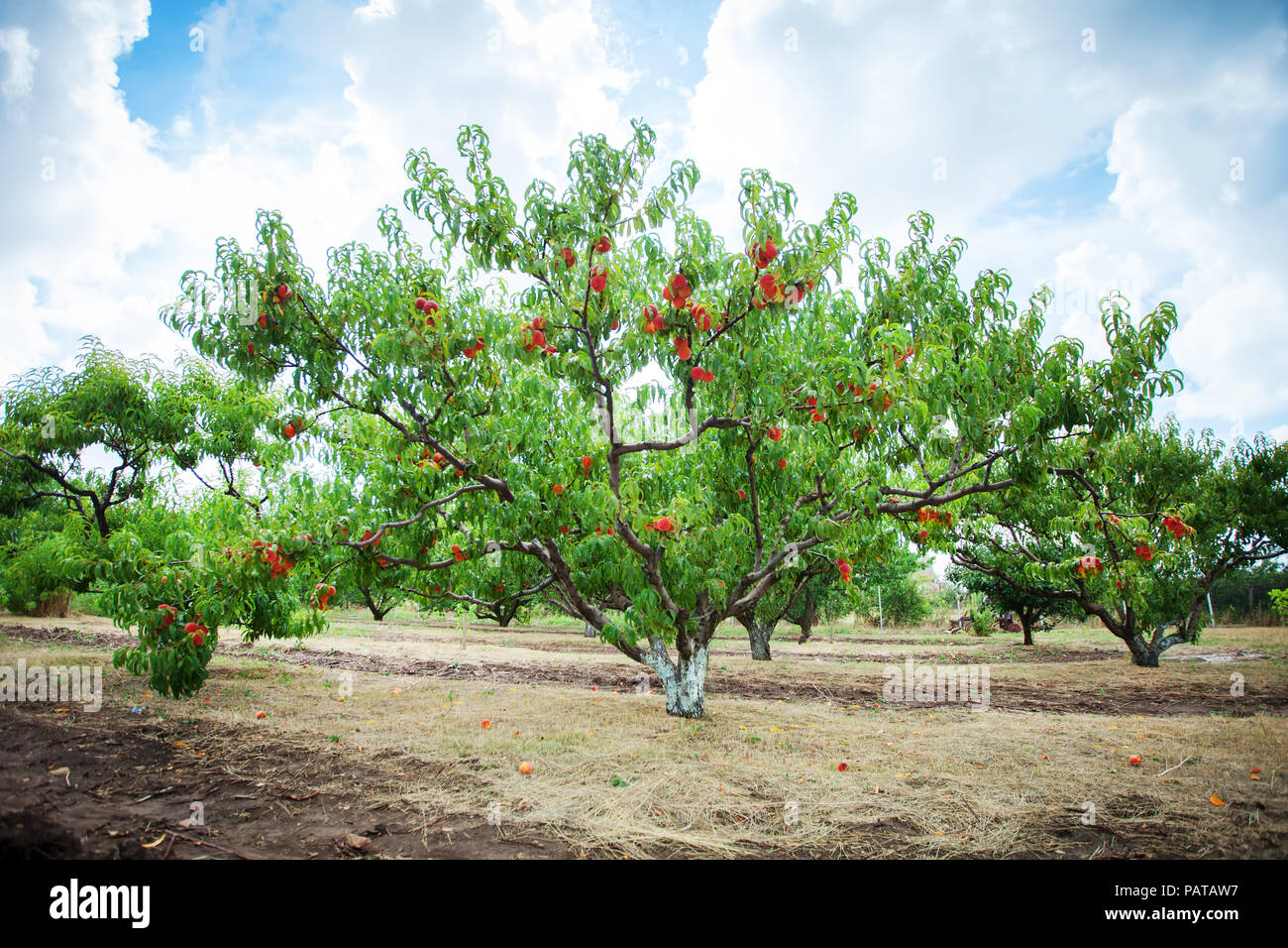 Peach tree with fruits growing in the garden. Peach orchard. Stock Photo