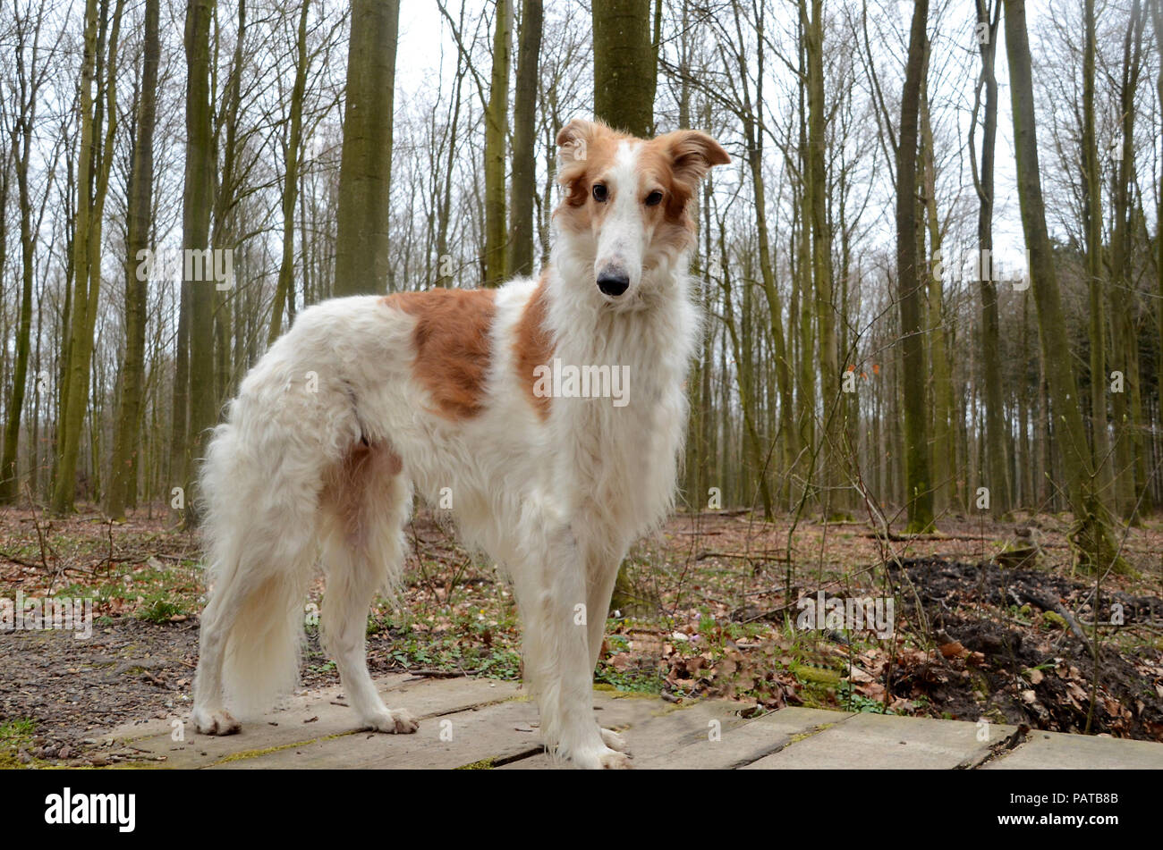 Noble borzoi dog stands on a decayed wooden bridge. Stock Photo