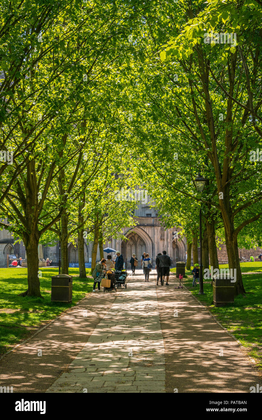 The tree lined footpath leading to the entrance of Winchester Cathedral, Hampshire, Engalnd. Stock Photo