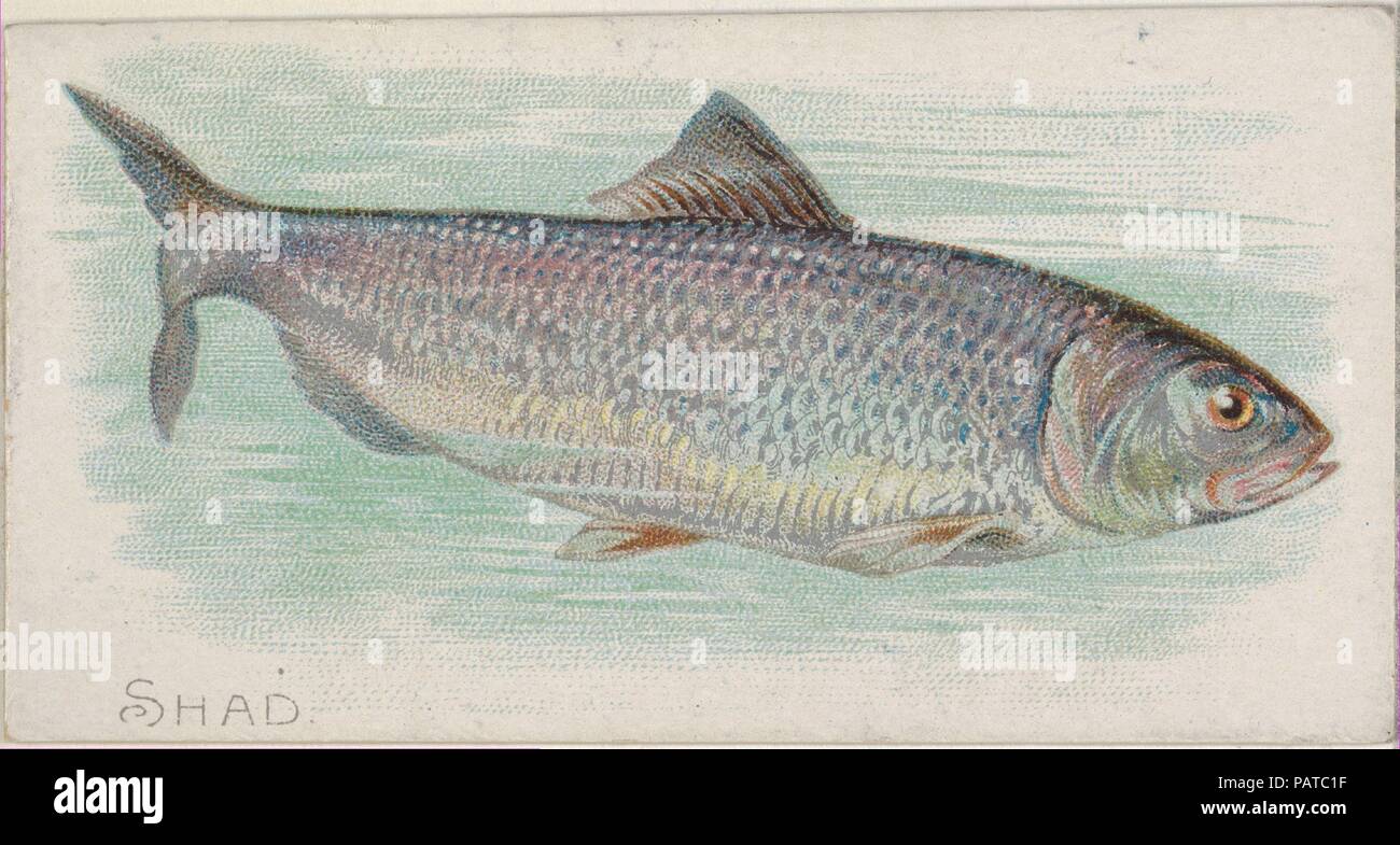 Shad, from the Fish from American Waters series (N8) for Allen & Ginter Cigarettes Brands. Dimensions: Sheet: 1 1/2 x 2 3/4 in. (3.8 x 7 cm). Lithographer: Lindner, Eddy & Claus (American, New York). Publisher: Issued by Allen & Ginter (American, Richmond, Virginia). Date: 1889.  Trade cards from the 'Fish from American Waters' series (N8), issued in 1889 in a series of 50 cards to promote Allen & Ginter Brand Cigarettes. Museum: Metropolitan Museum of Art, New York, USA. Stock Photo