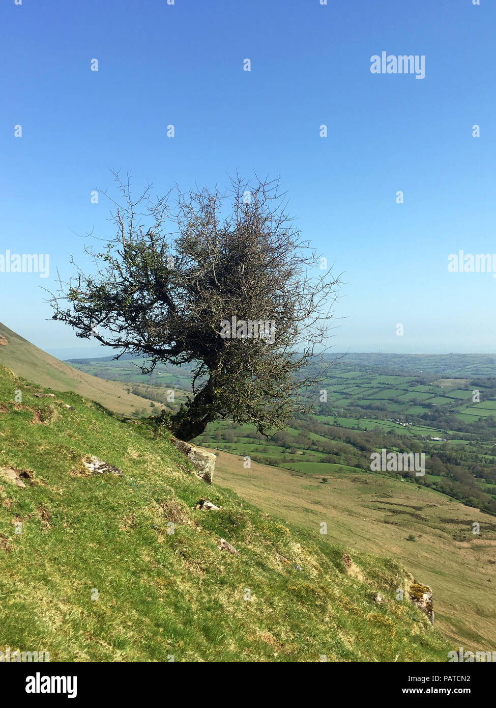 Cats back ridge hi-res stock photography and images - Alamy