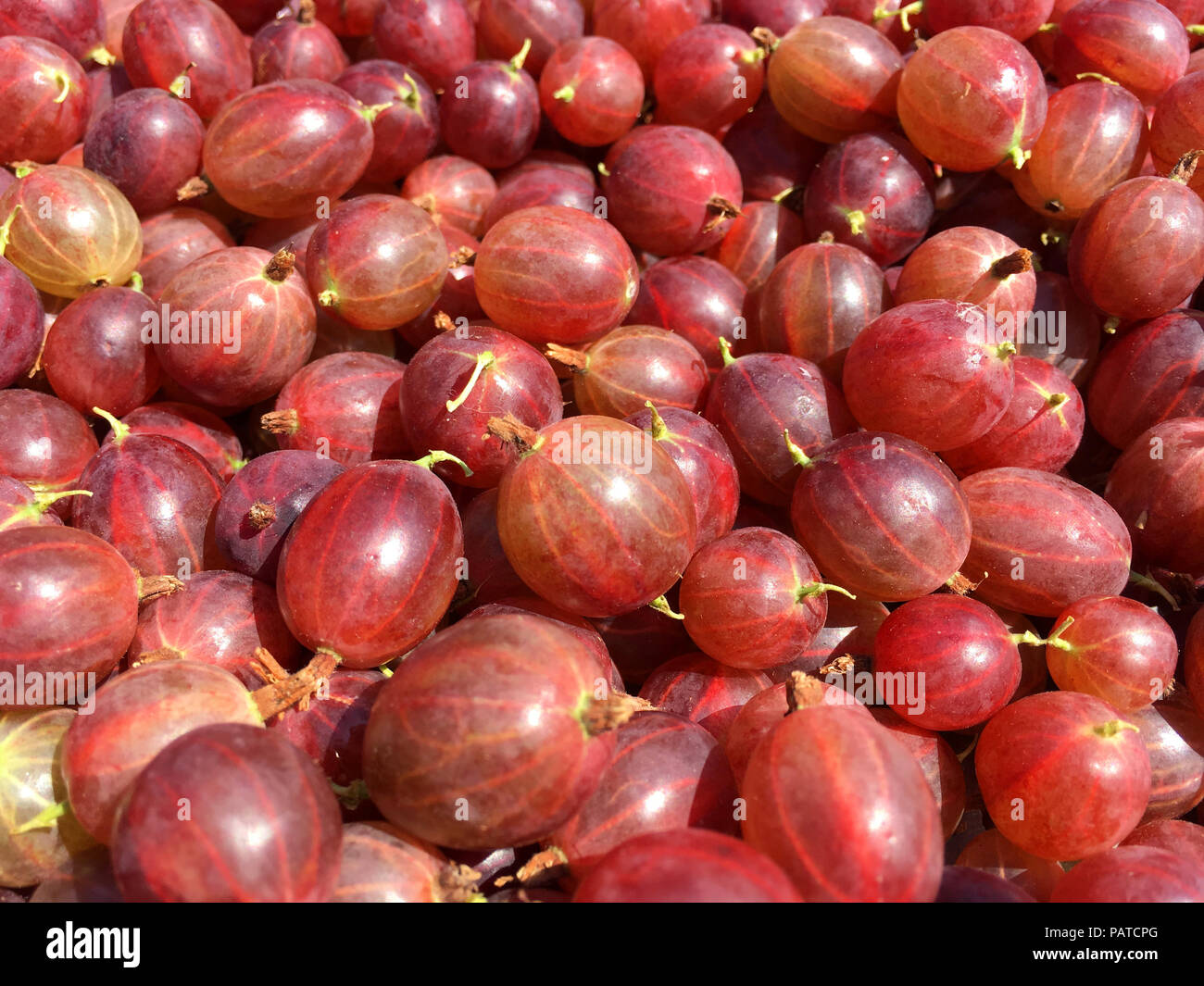 Gooseberries, 'Hinnomaki Red'. soft fruit crop. Stock Photo