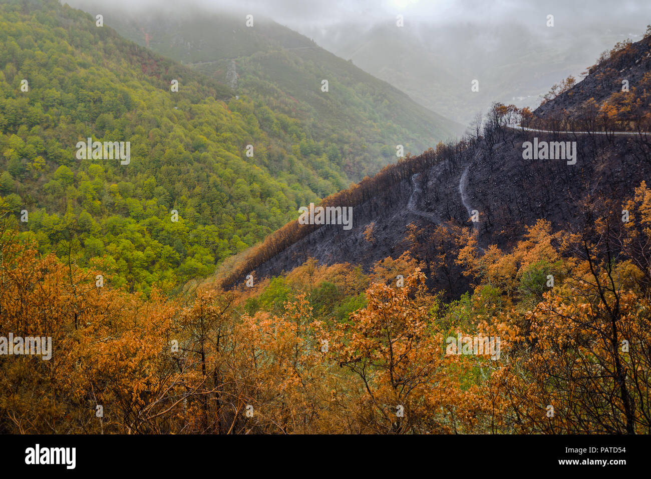 Bosques quemados en incendios forestales en Galicia, en Ancares, Cervantes, Galicia Stock Photo