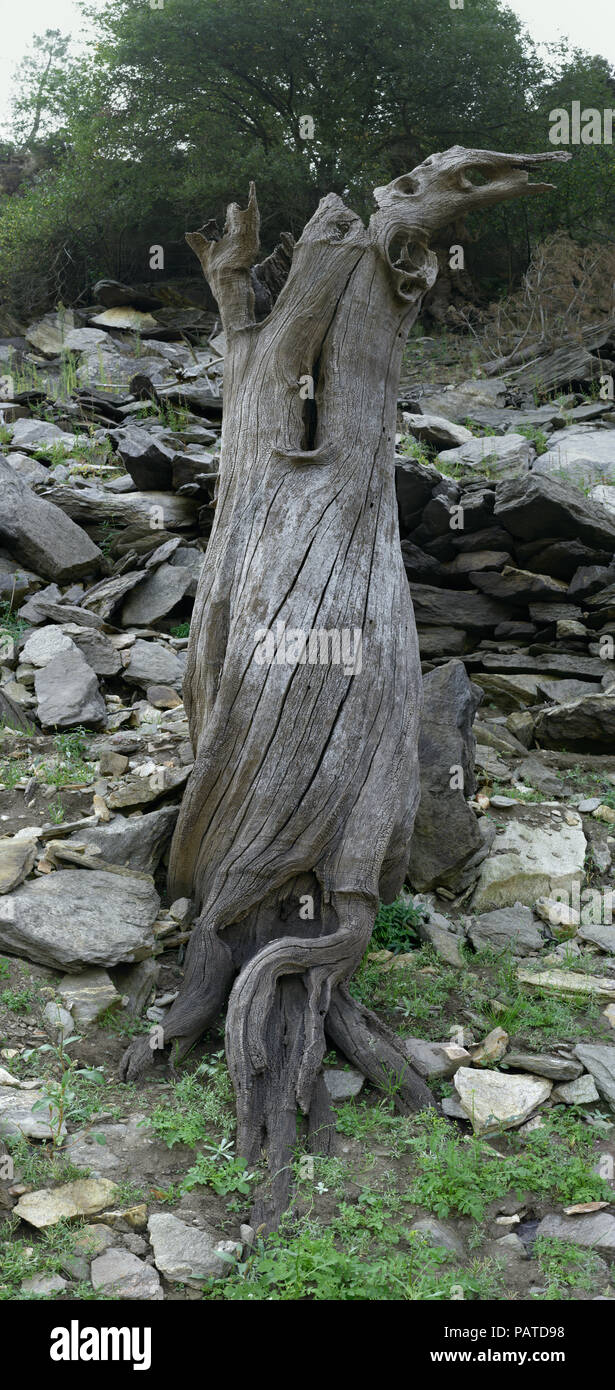 Big trunk of dead chestnut tree, vertical orientation Stock Photo