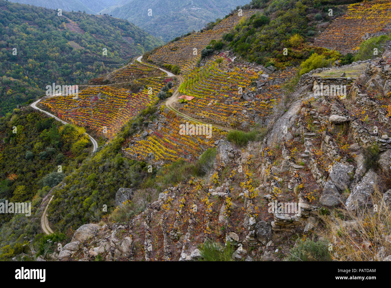 Viñedos aterrazados en empinadas laderas en la Ribeira Sacra, Sober Stock Photo