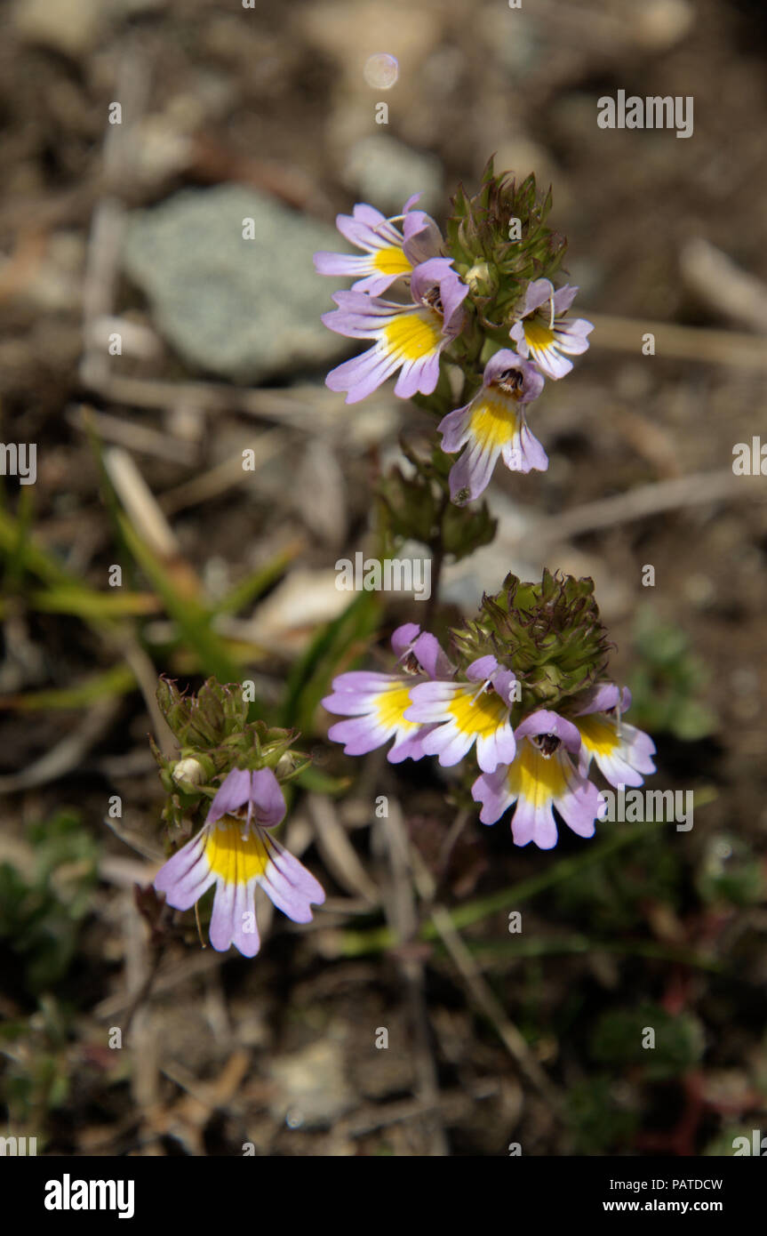 Euphrasia alpina; alpine flower blooming near the Stellisee in Valais Stock Photo