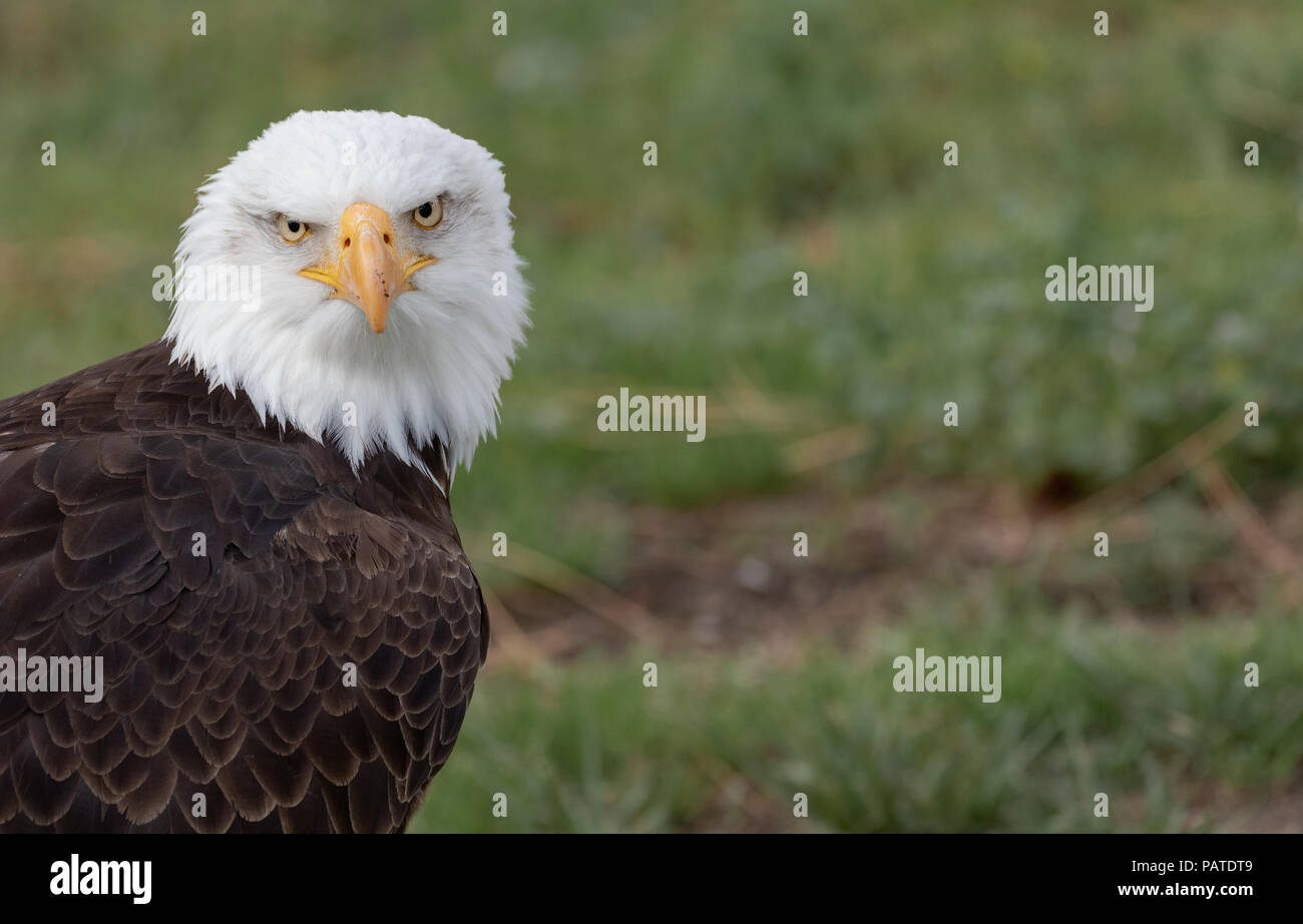 Haliaeetus leucocephalus (White Headed  Eagle) is a bird of prey found in North America. Stock Photo