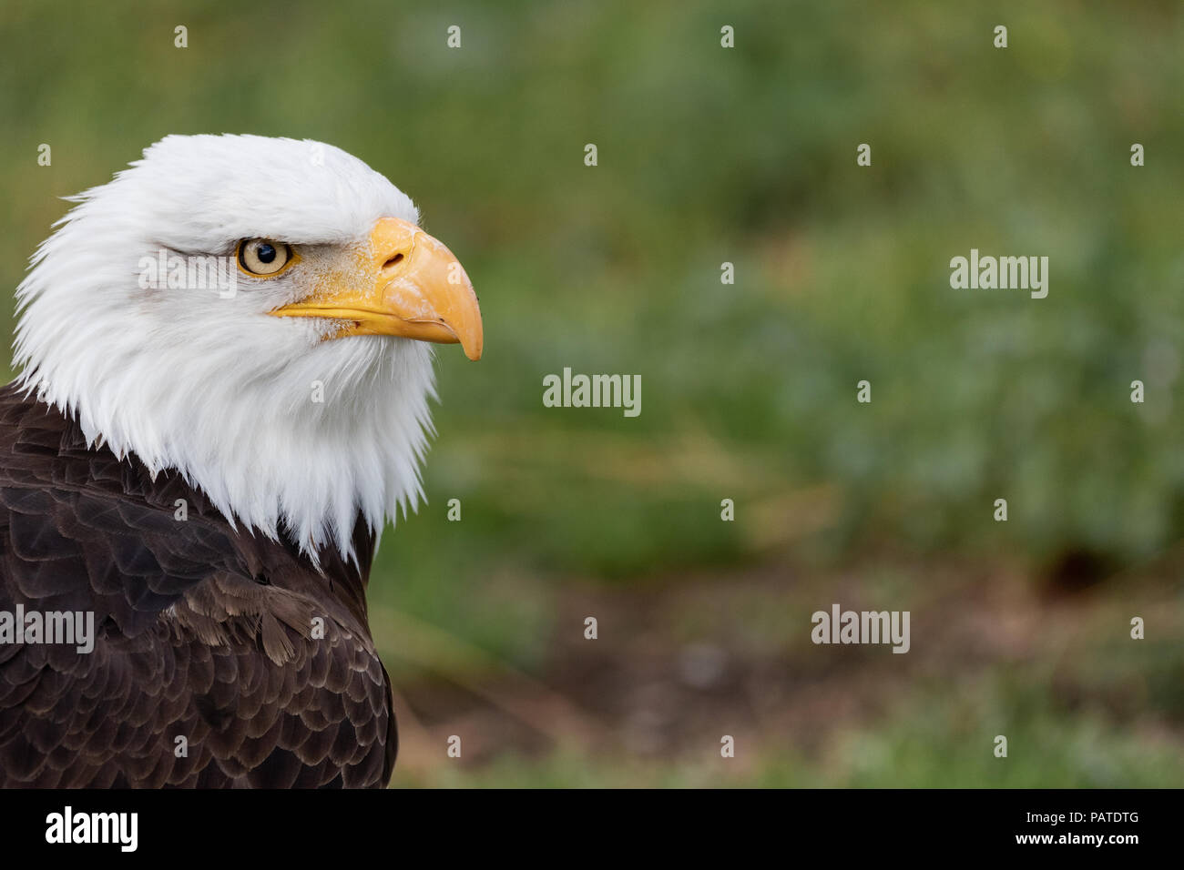 White headed bird hi-res stock photography and images - Alamy