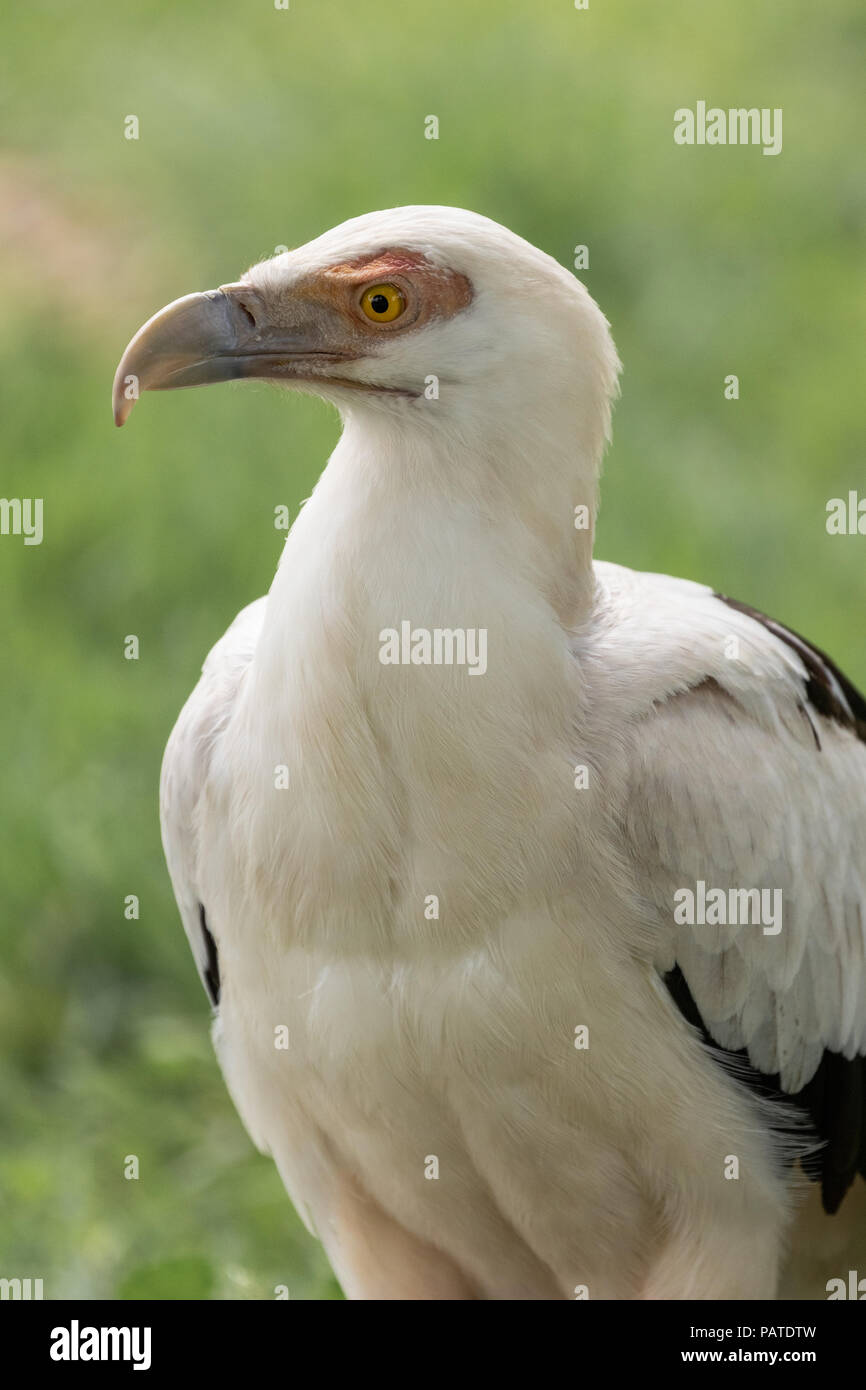 Gypohierax Angolensis (palm-nut Vulture) Portrait Stock Photo - Alamy