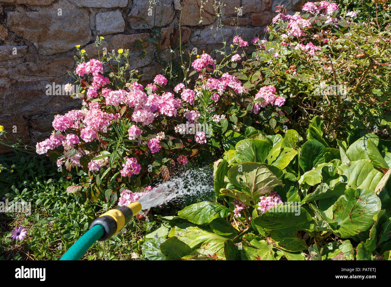 Watering plants and flowers with a garden hose during summer Stock Photo