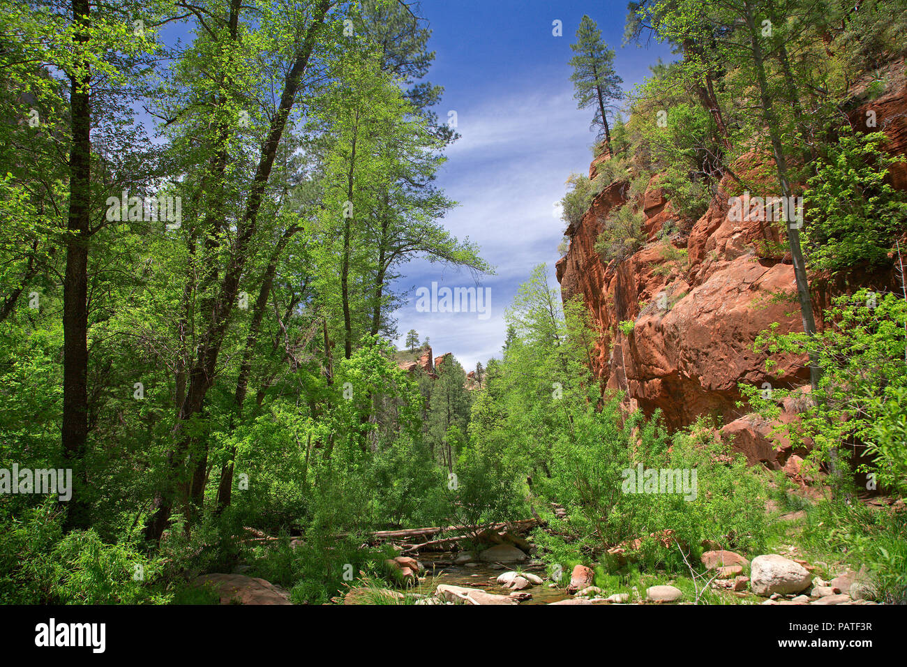 Sandstone canyon in Oak Creek with trees, Sedona, Arizona, USA Stock