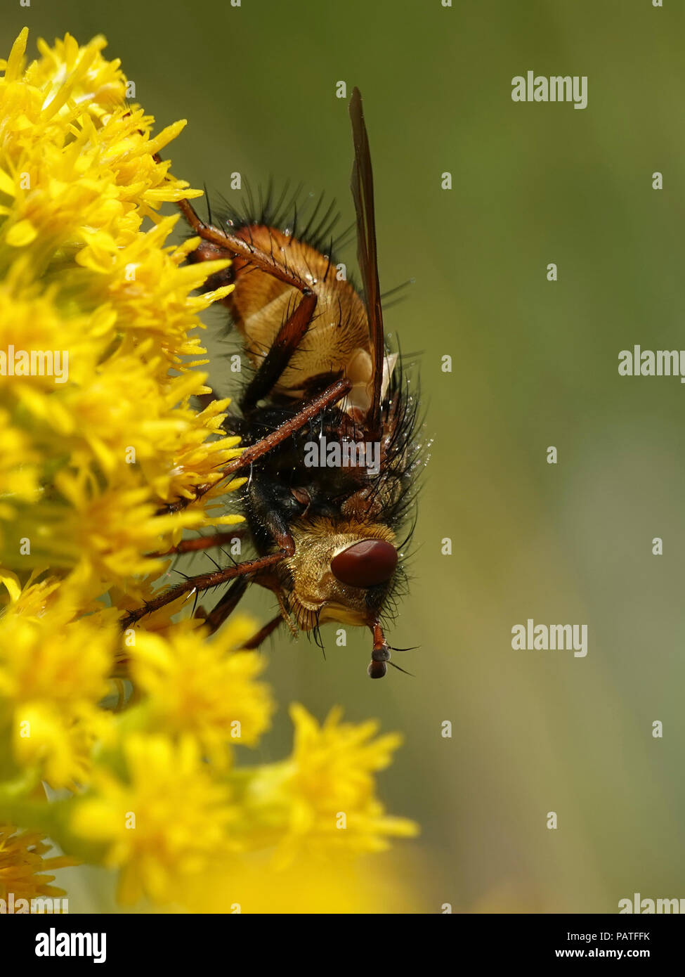 Tachina fera fly in its natural habitat in Denmark Stock Photo - Alamy