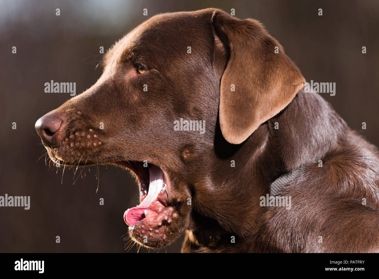Gähnender brauner Labrador Stock Photo