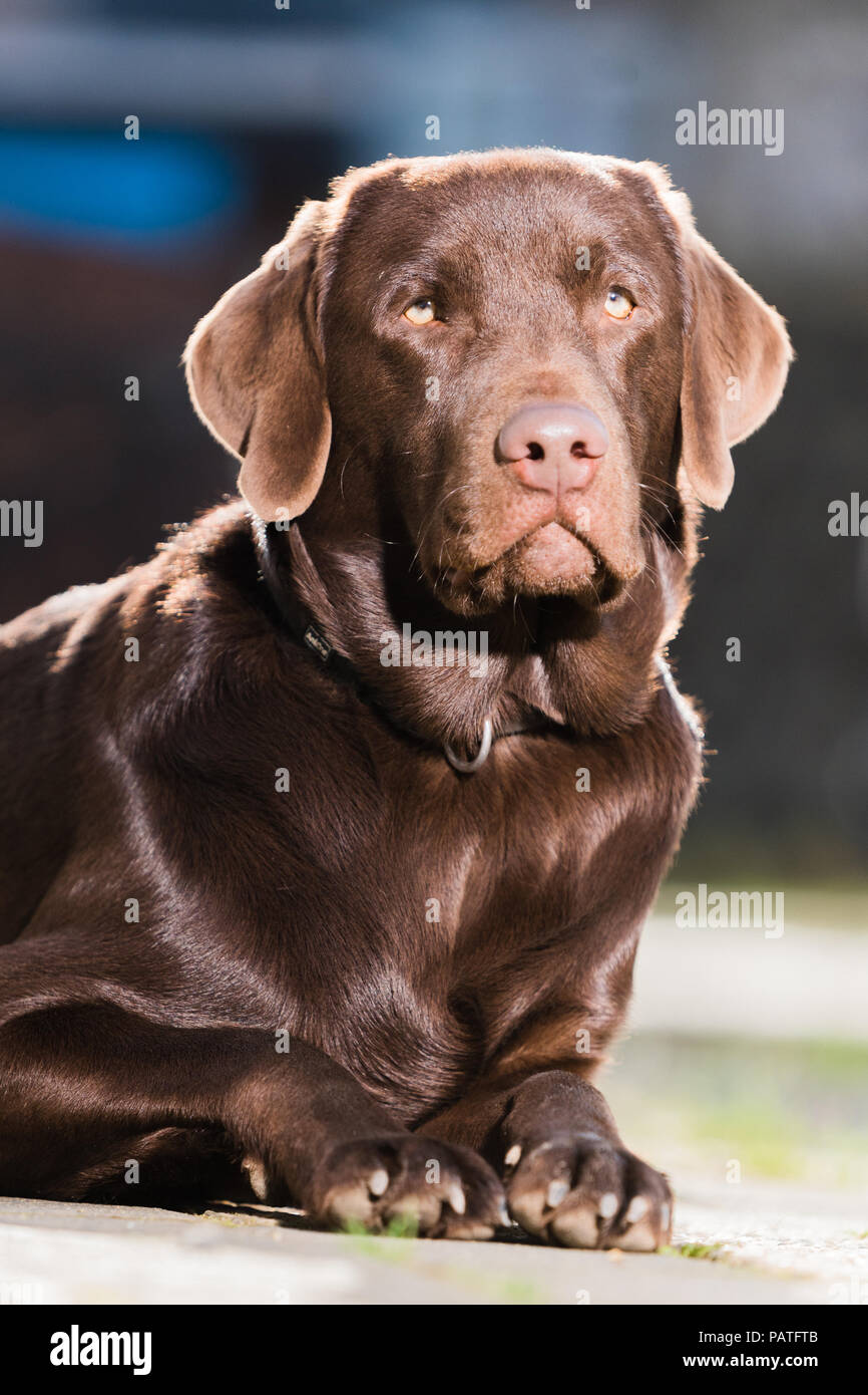 Liegender brauner Labrador Stock Photo