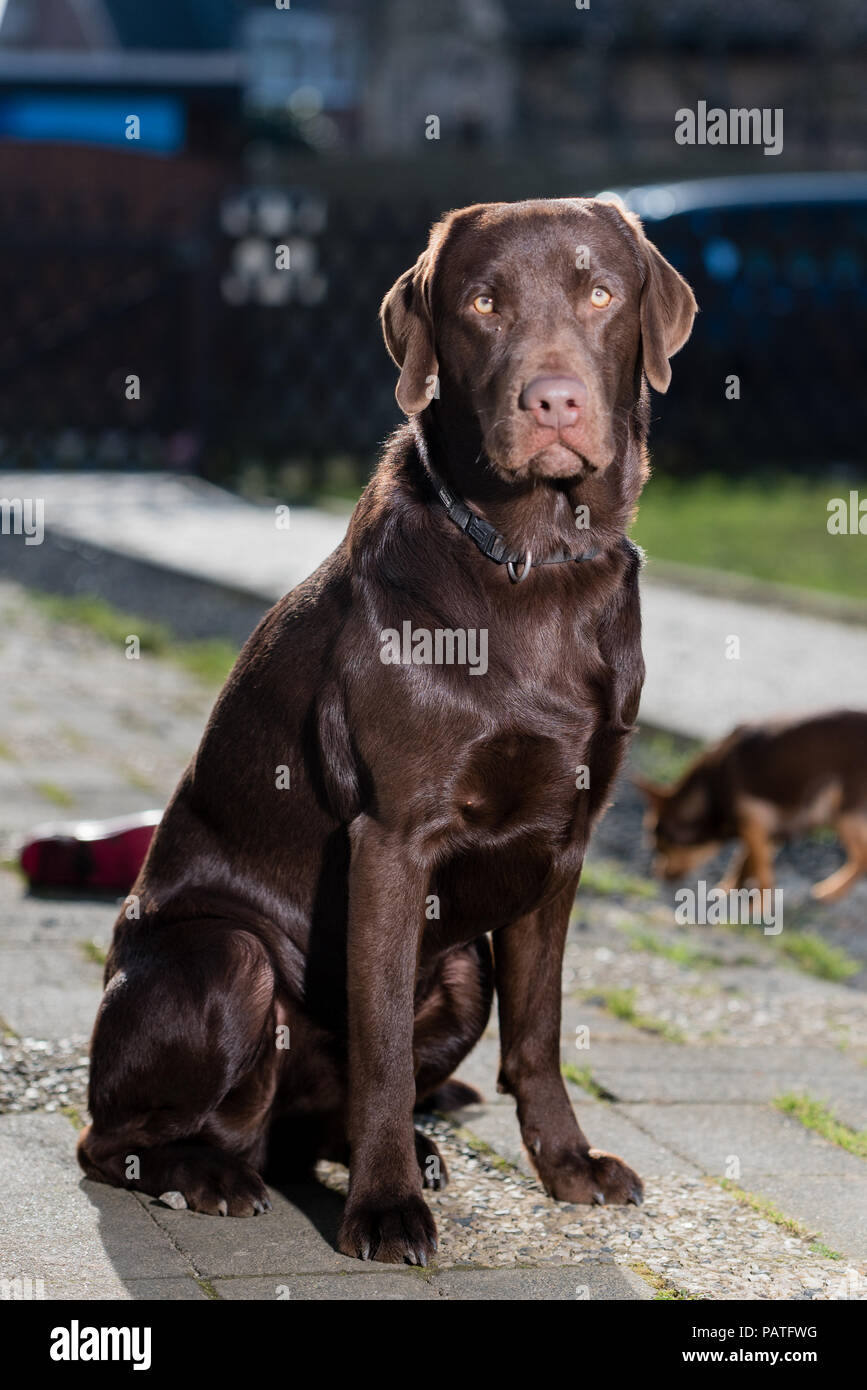 brown Labrador sitting Stock Photo