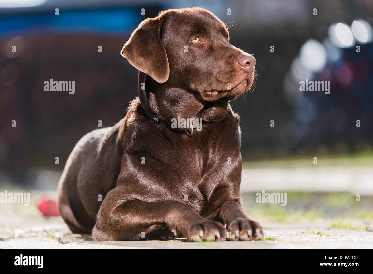 Brown Labrador lying on the ground Stock Photo