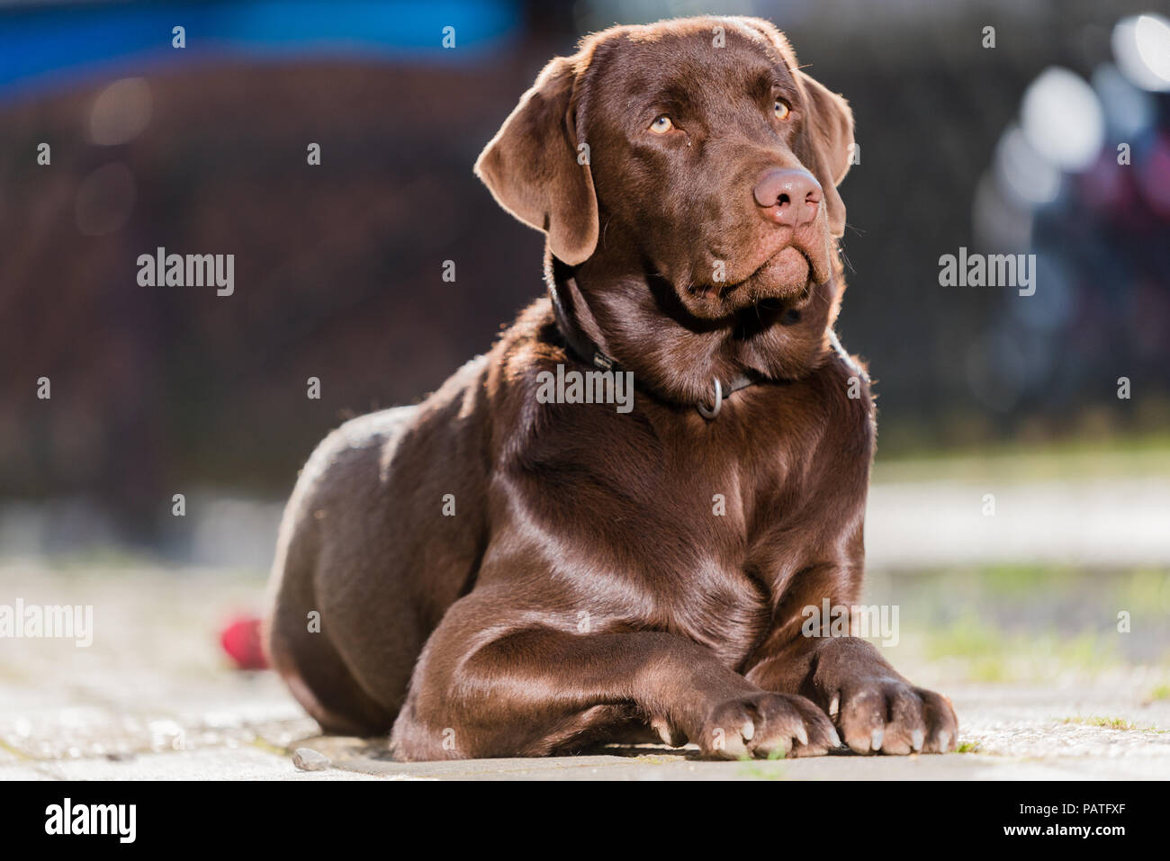 Brown Labrador lying on the ground Stock Photo