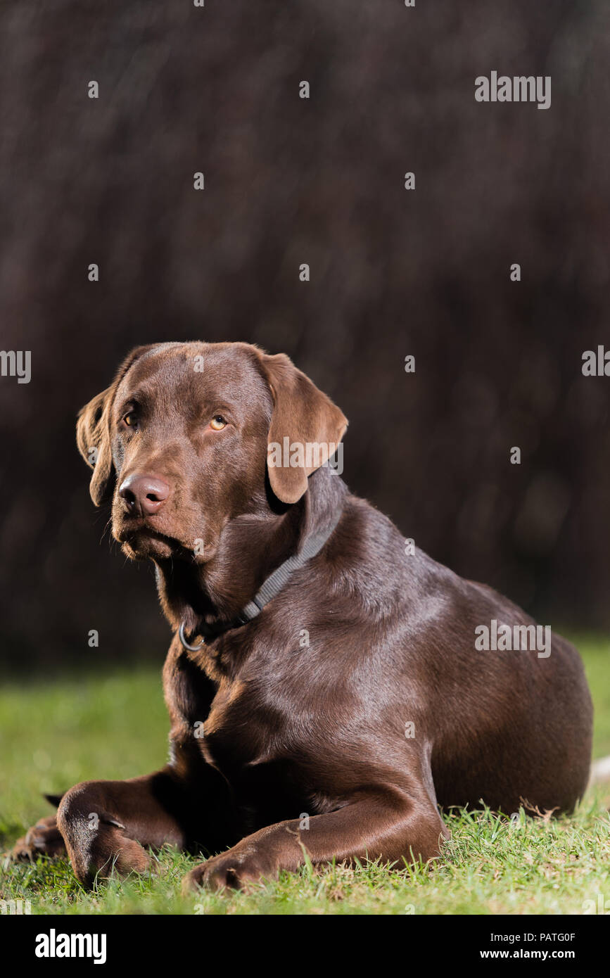 brown Labrador lying on grass Stock Photo