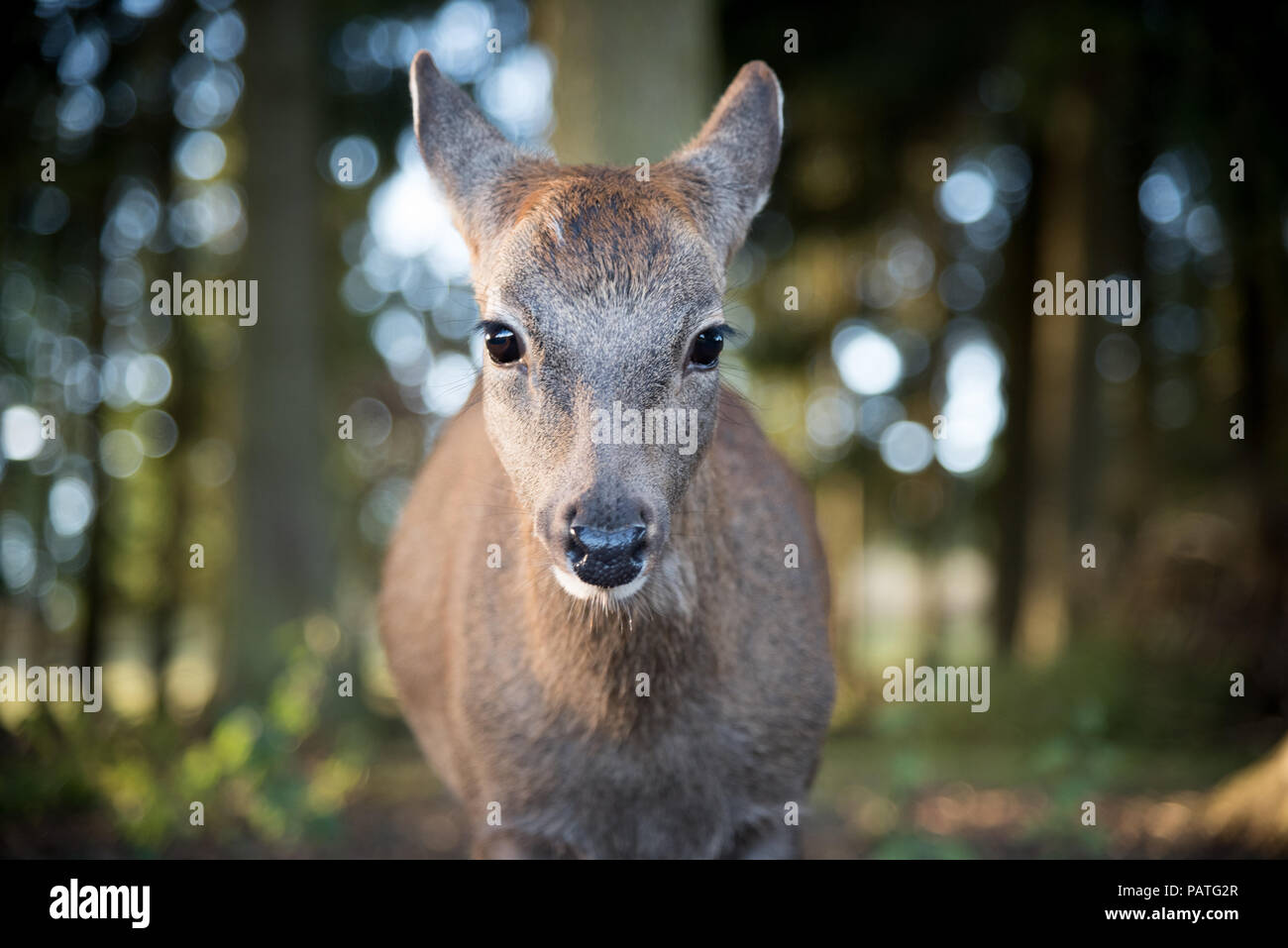 Fawn looking right in the cam Stock Photo